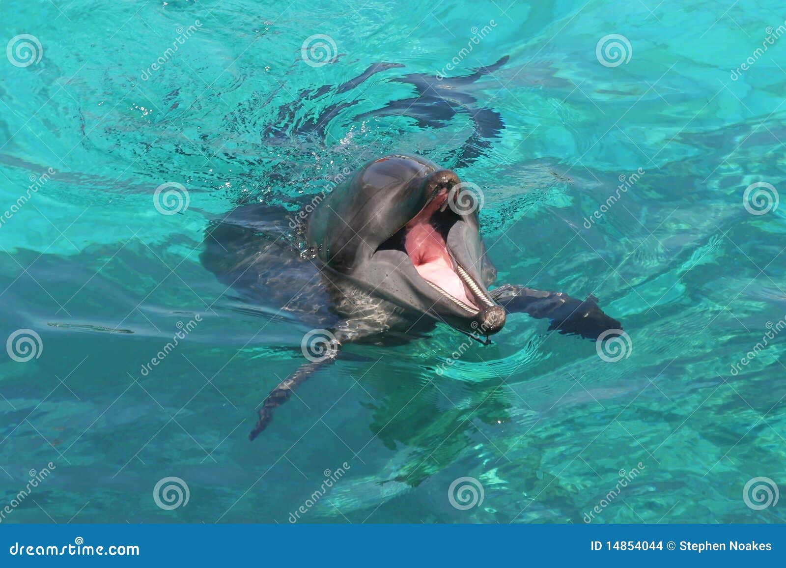 Dolphin With Mouth Open Stock Images - Image: 14854044