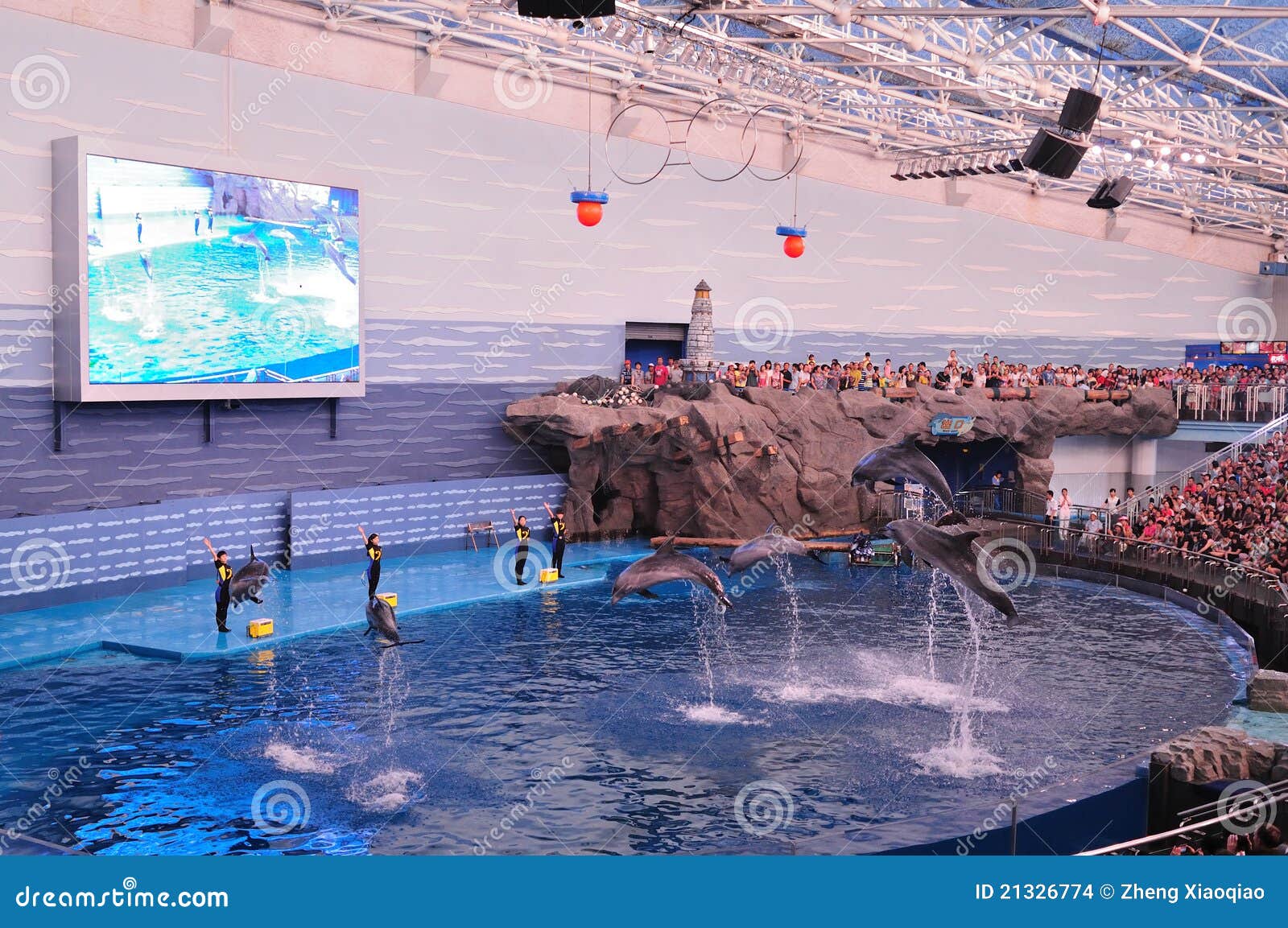 Dolphin performance editorial stock image. Image of performance - 21326774