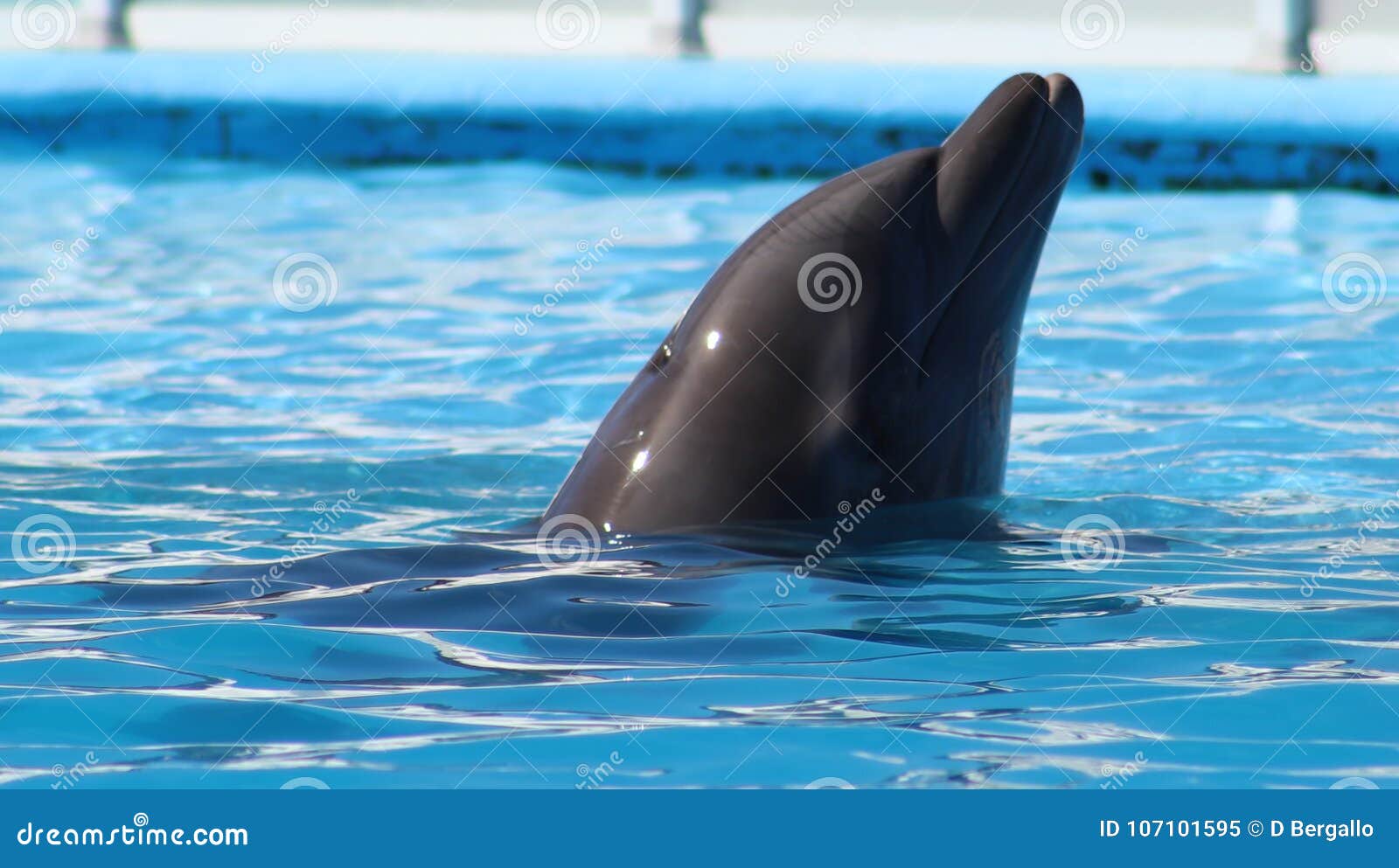 dolphin playing at aquarium in baja california los cabos delfin nariz de botella