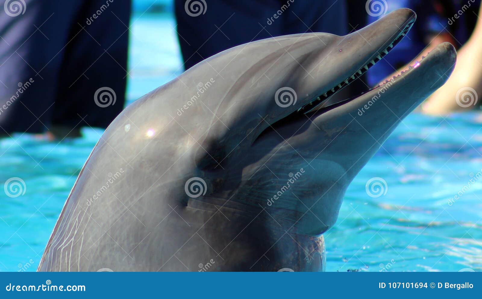 dolphin playing at aquarium in baja california los cabos delfin nariz de botella