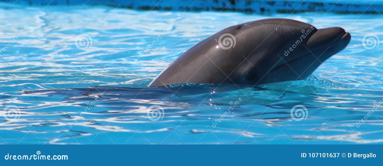 dolphin playing at aquarium in baja california los cabos delfin nariz de botella