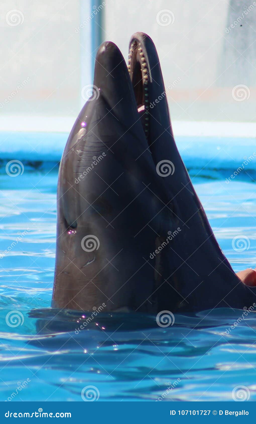 dolphin playing at aquarium in baja california los cabos delfin nariz de botella