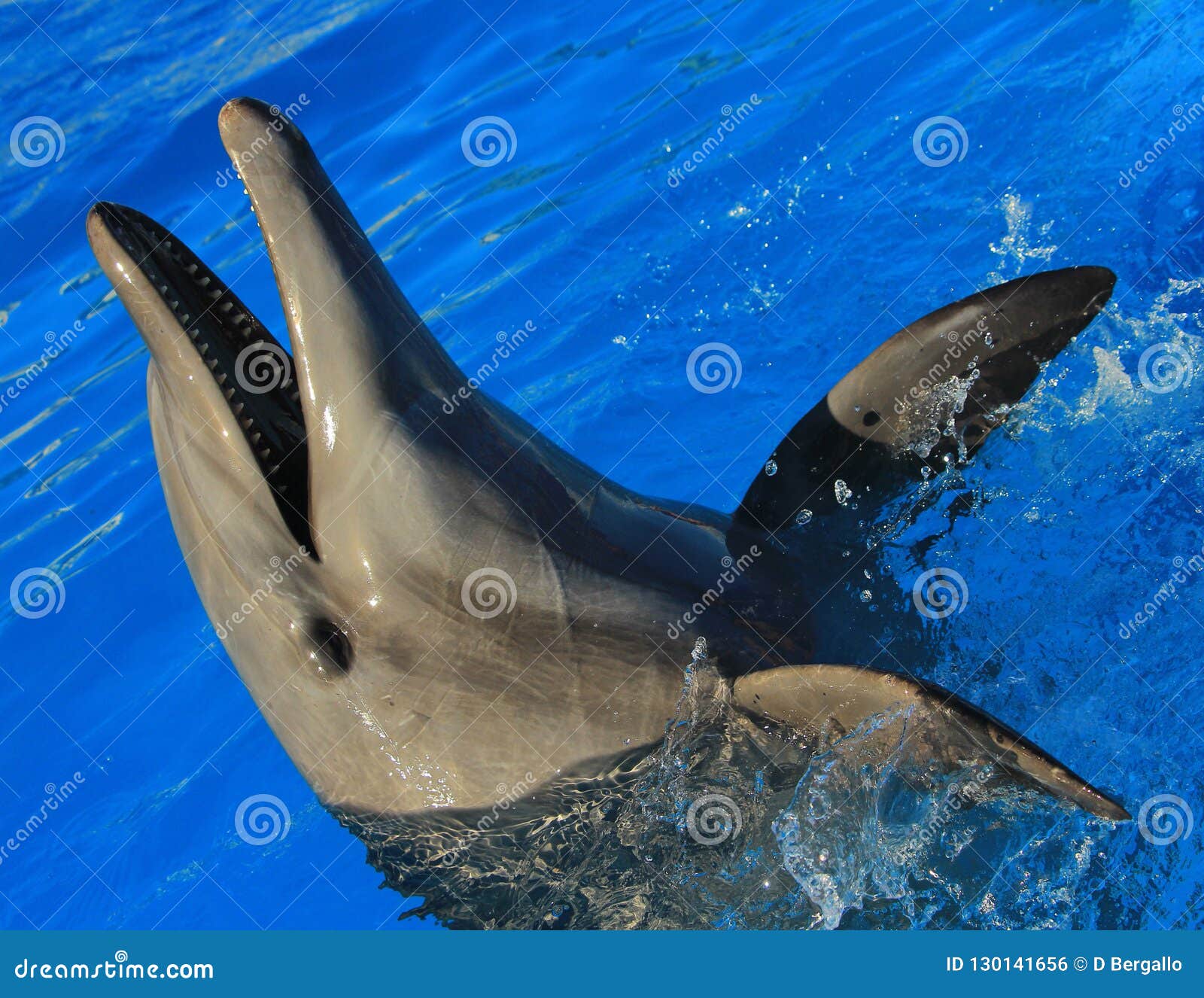 dolphin playing at aquarium in baja california los cabos delfin nariz de botella