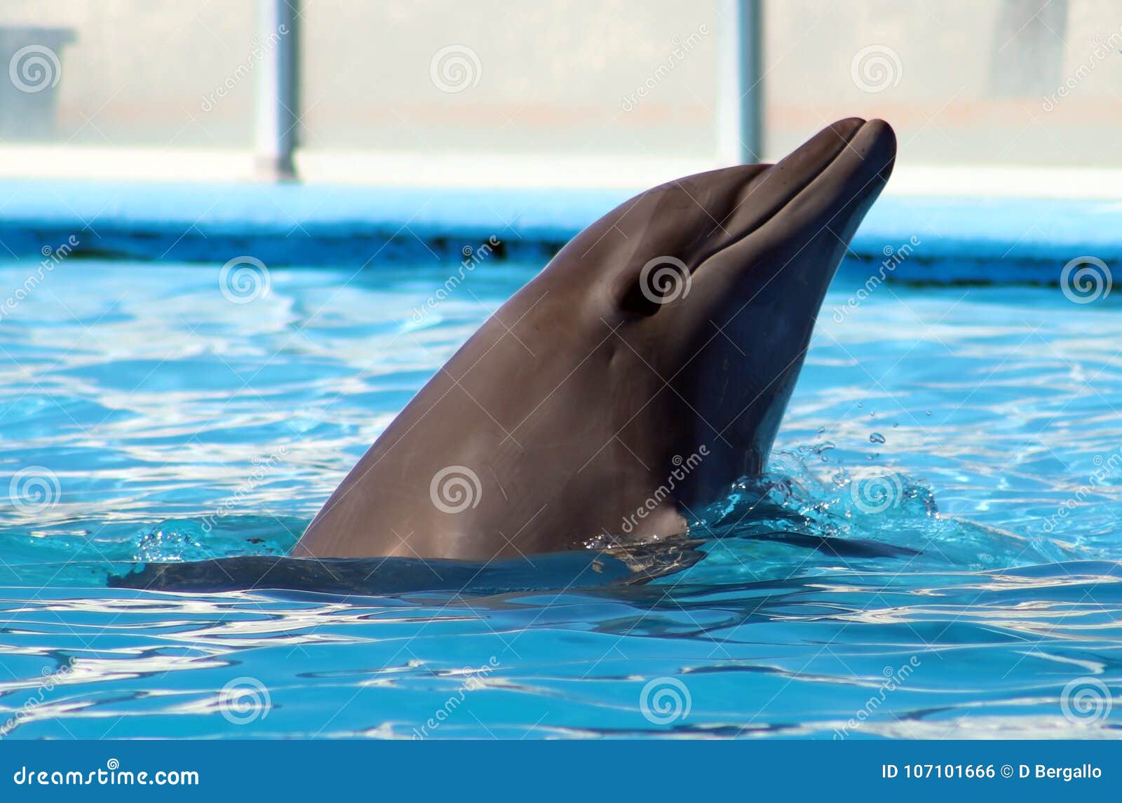 dolphin playing at aquarium in baja california los cabos delfin nariz de botella