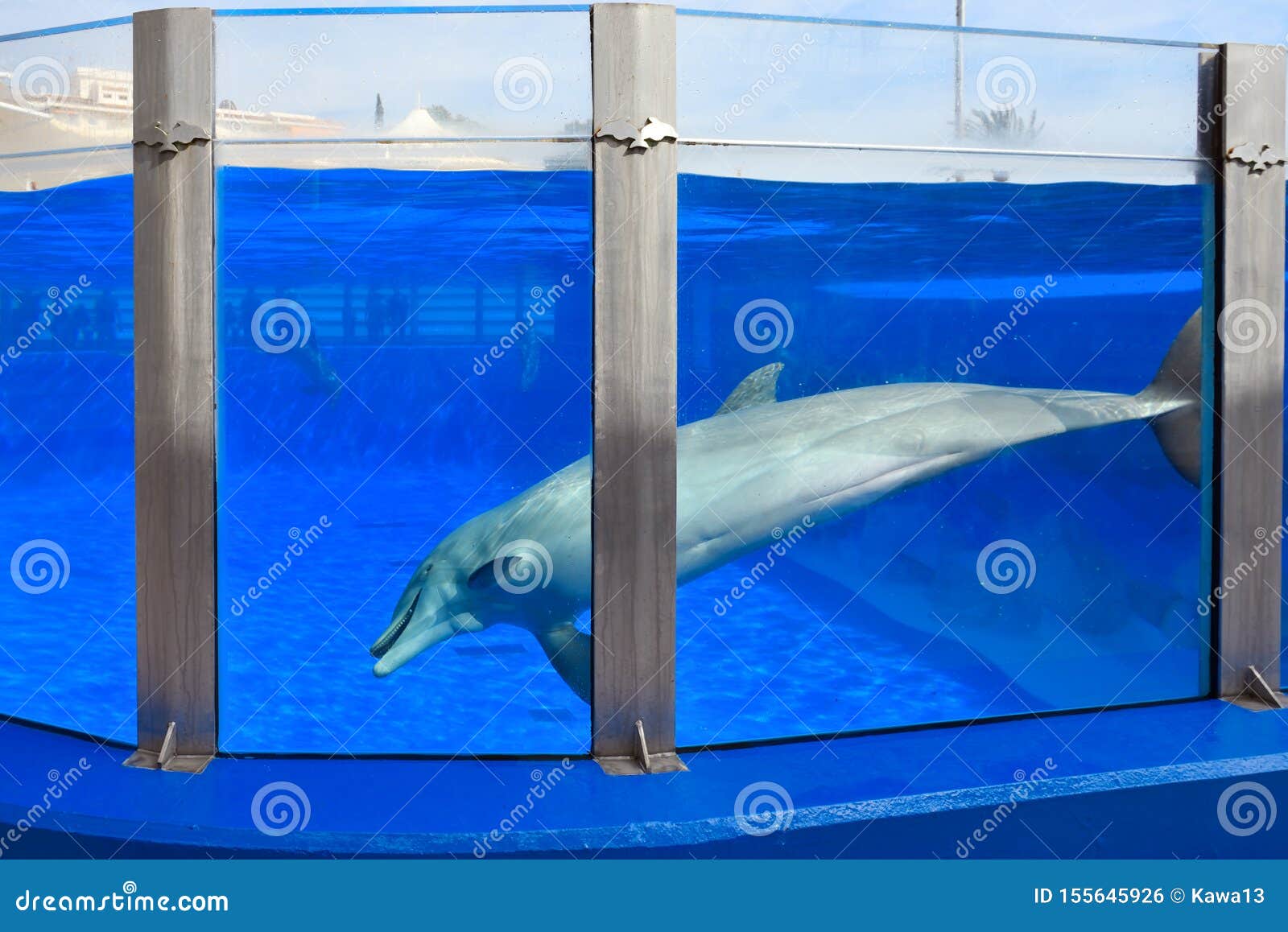 A Dolphin in a Pool at Marineland on Mallorca, Spain Stock Photo ...