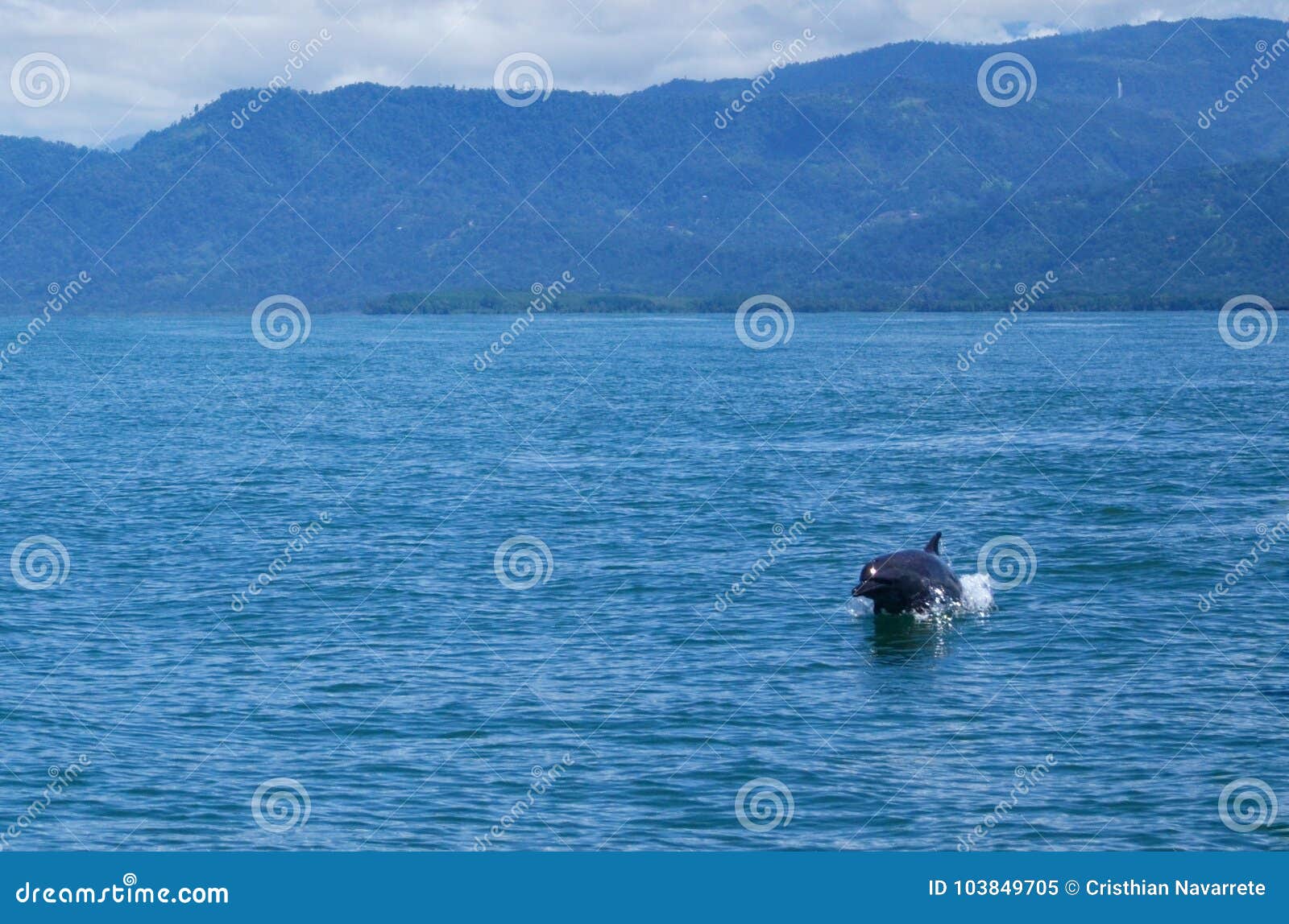 the dolphin in the sea