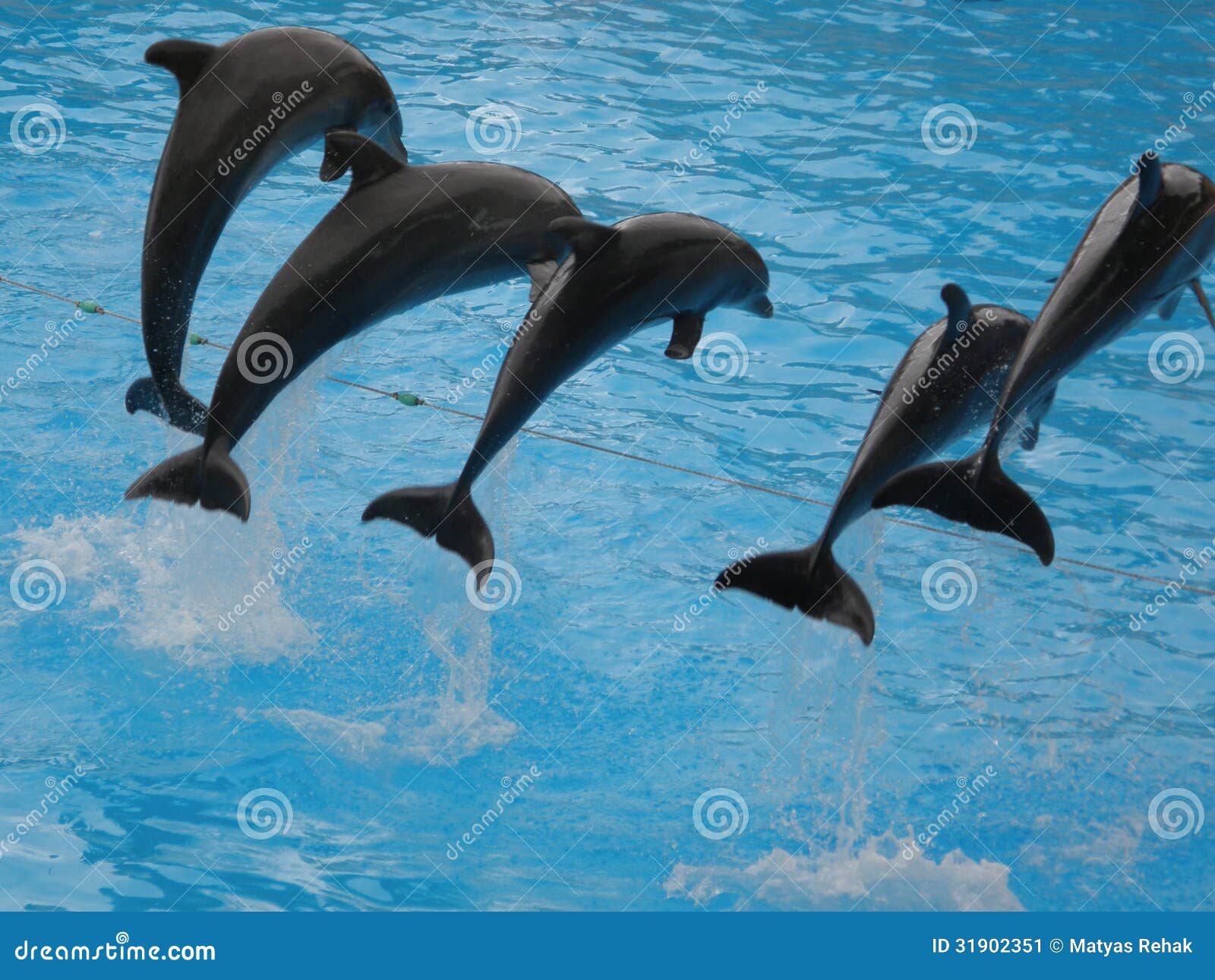 dolphin show in loro parque