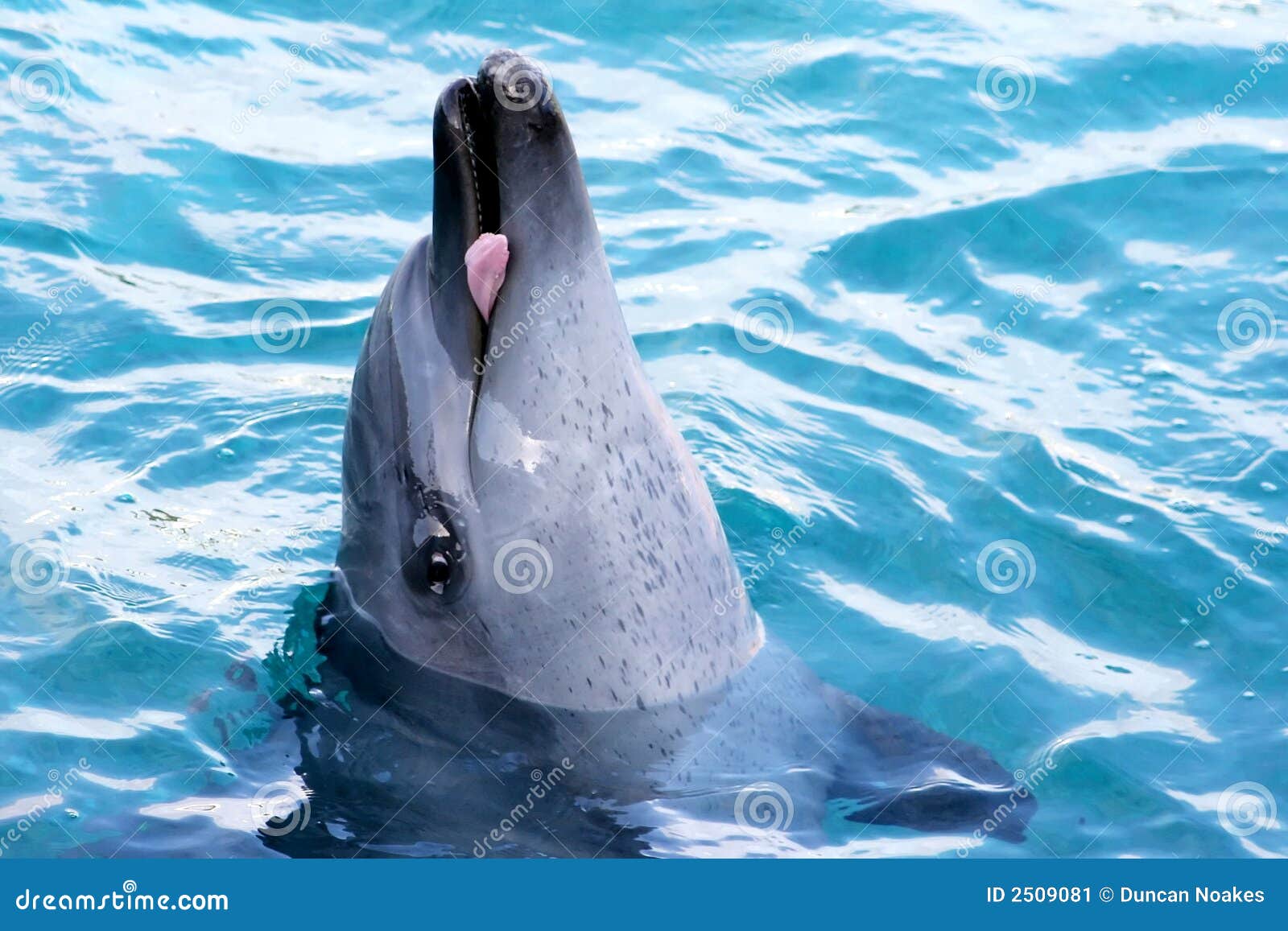 Dolphin Showing Tongue Picture. Image: 2509081