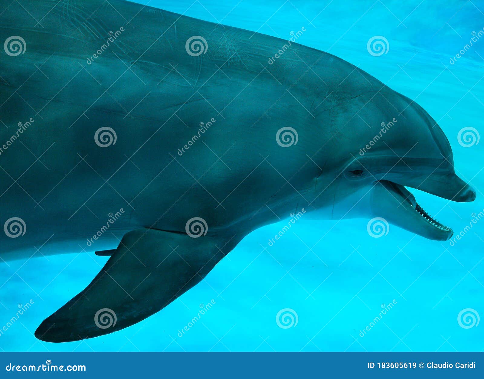 dolphin swimming in the pool