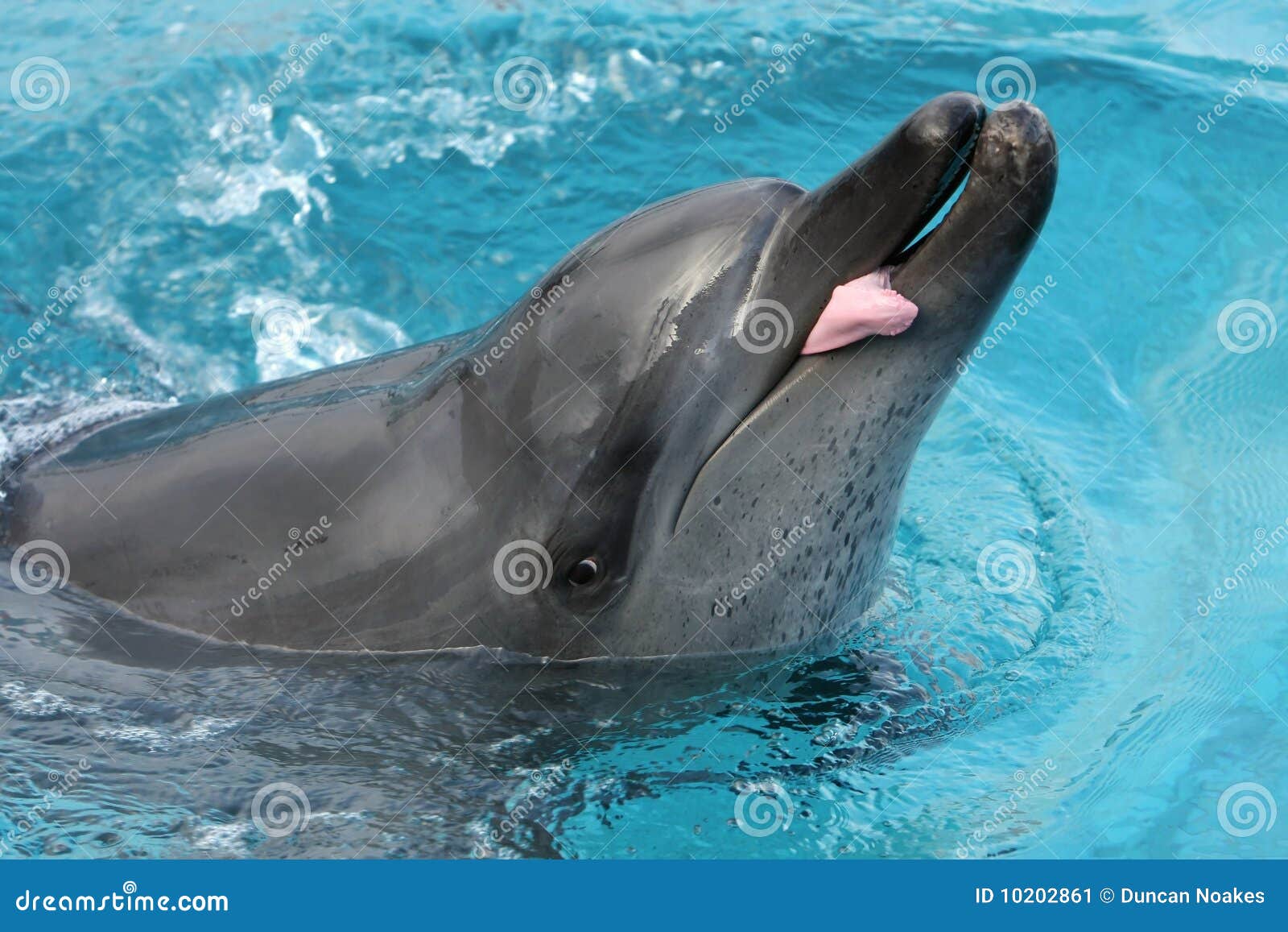 Dolphin Tongue Photos Free & RoyaltyFree Stock Photos from Dreamstime