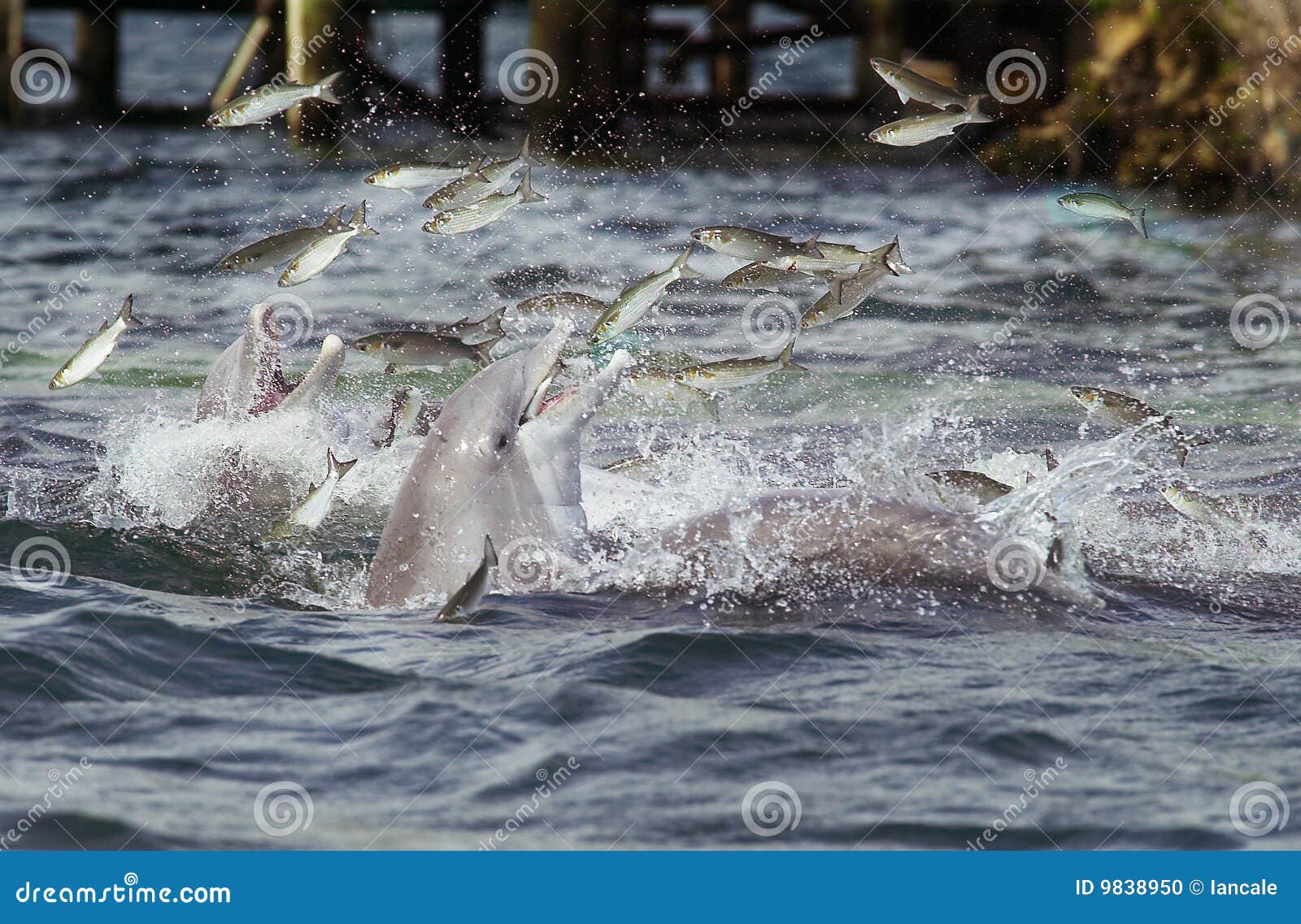 dolphins feeding