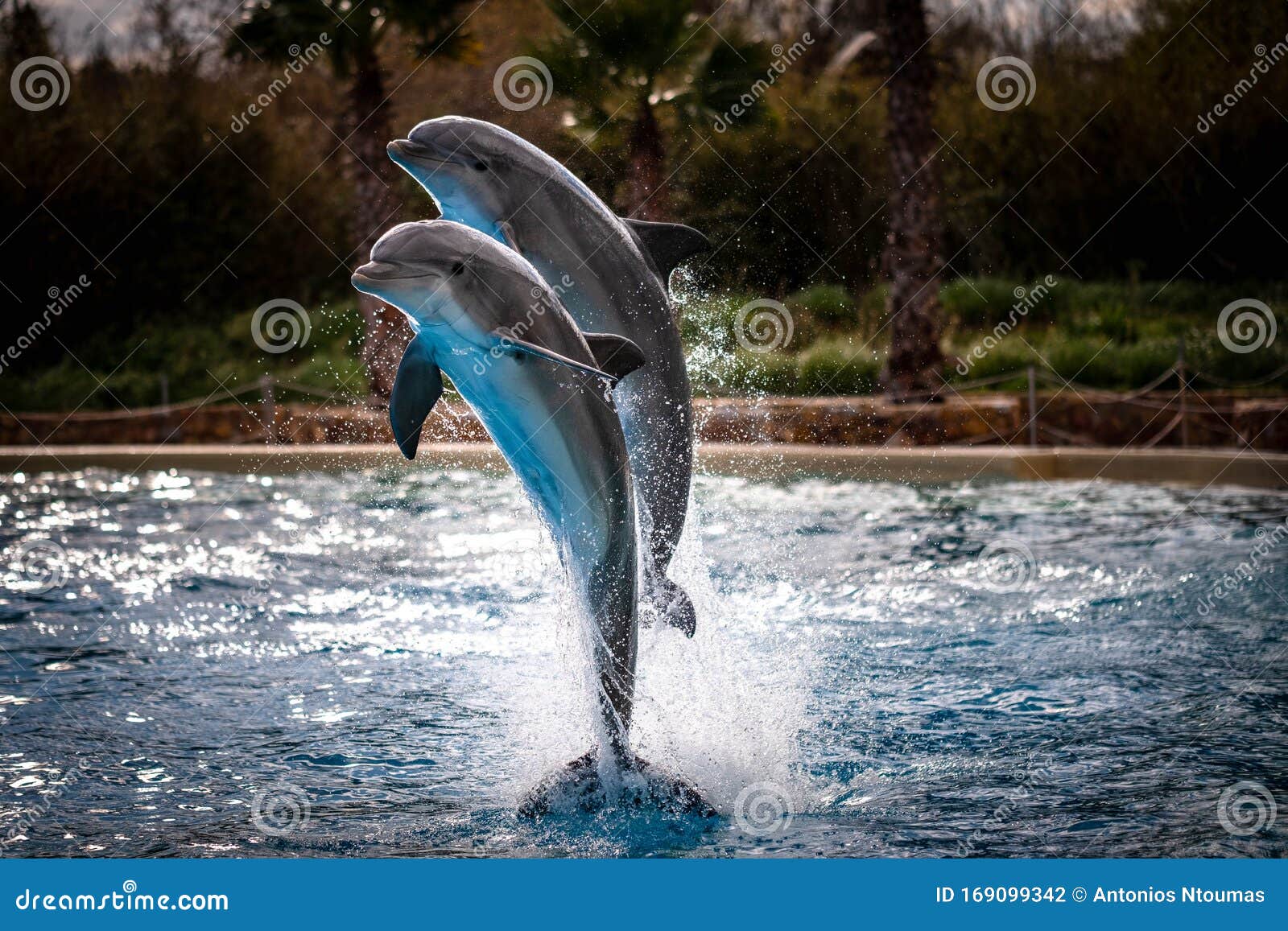 jumping dolphins  at attica zoological park in athens greece.