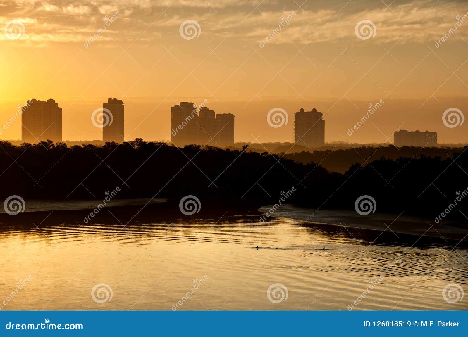 dolphins swim beneath highrises in the hazy light of a golden sunrise.