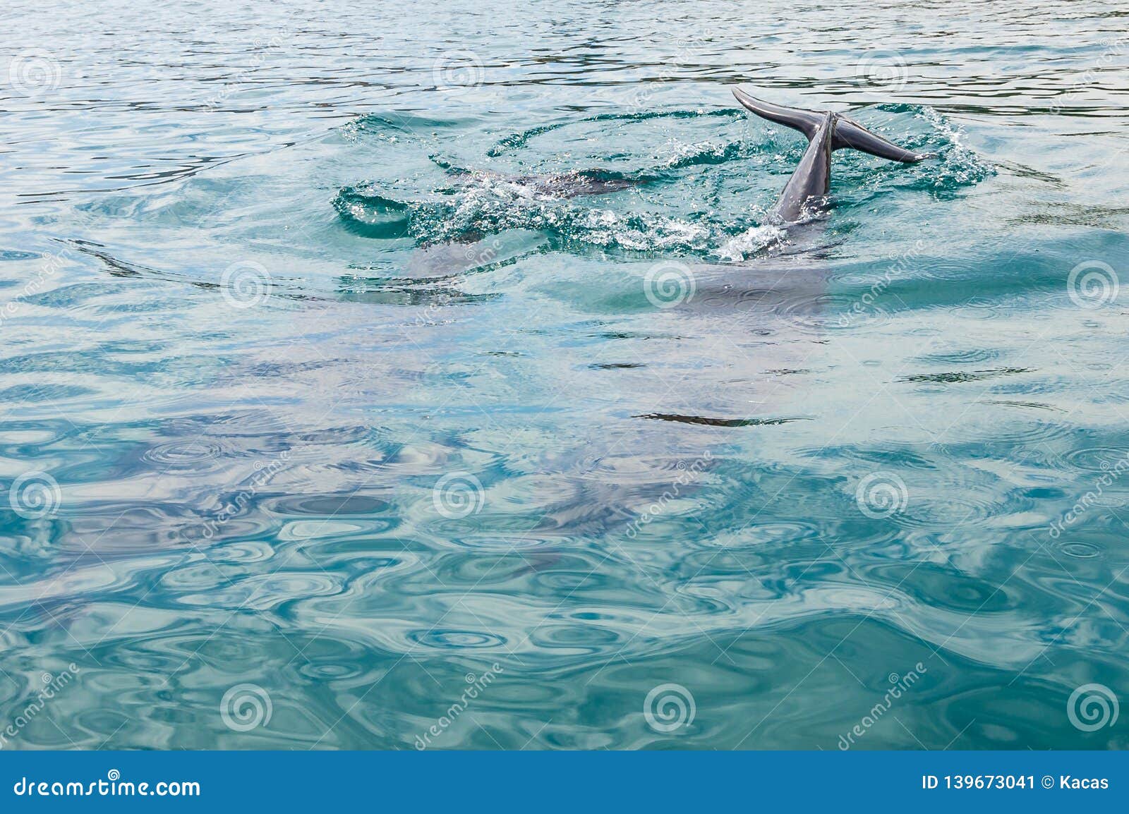 Dolphins Swimming Near The Coast In The Red Sea Waters In ...