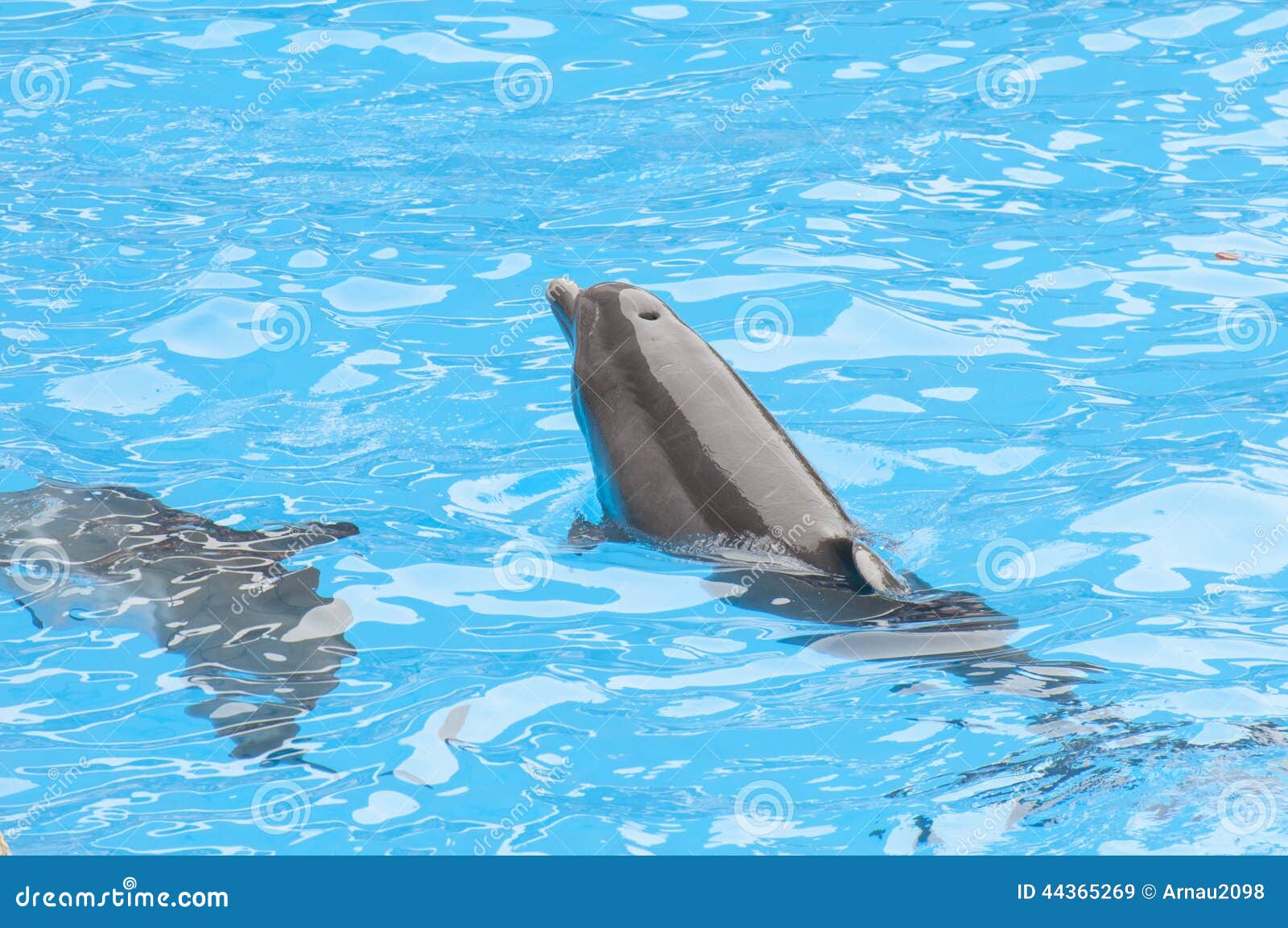 Dolphins swimming stock image. Image of animal, pacific 44365269