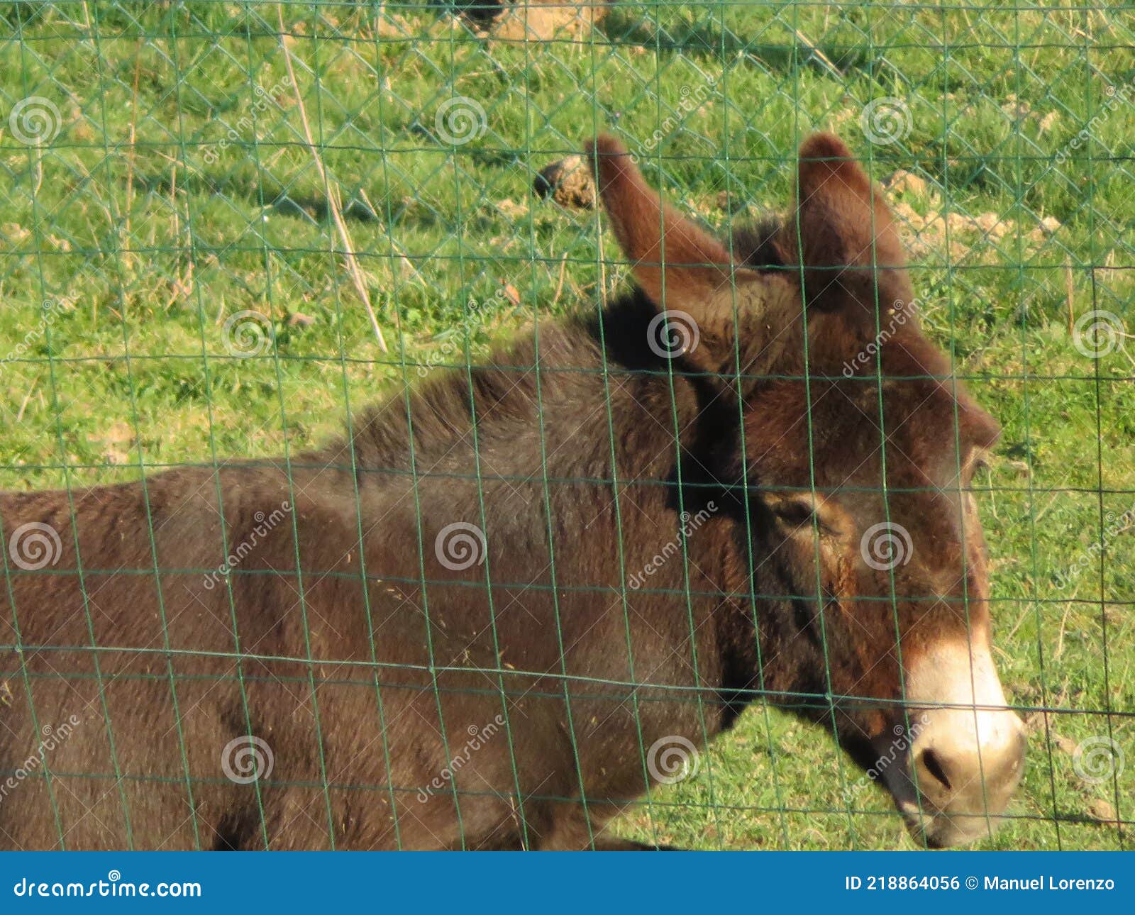 domestic animal donkey meek old brown donkey