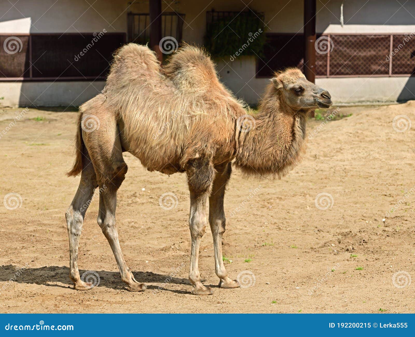 Domestic Bactrian Camel Camelus Bactrianus. Calf Stock Image - Image of ...