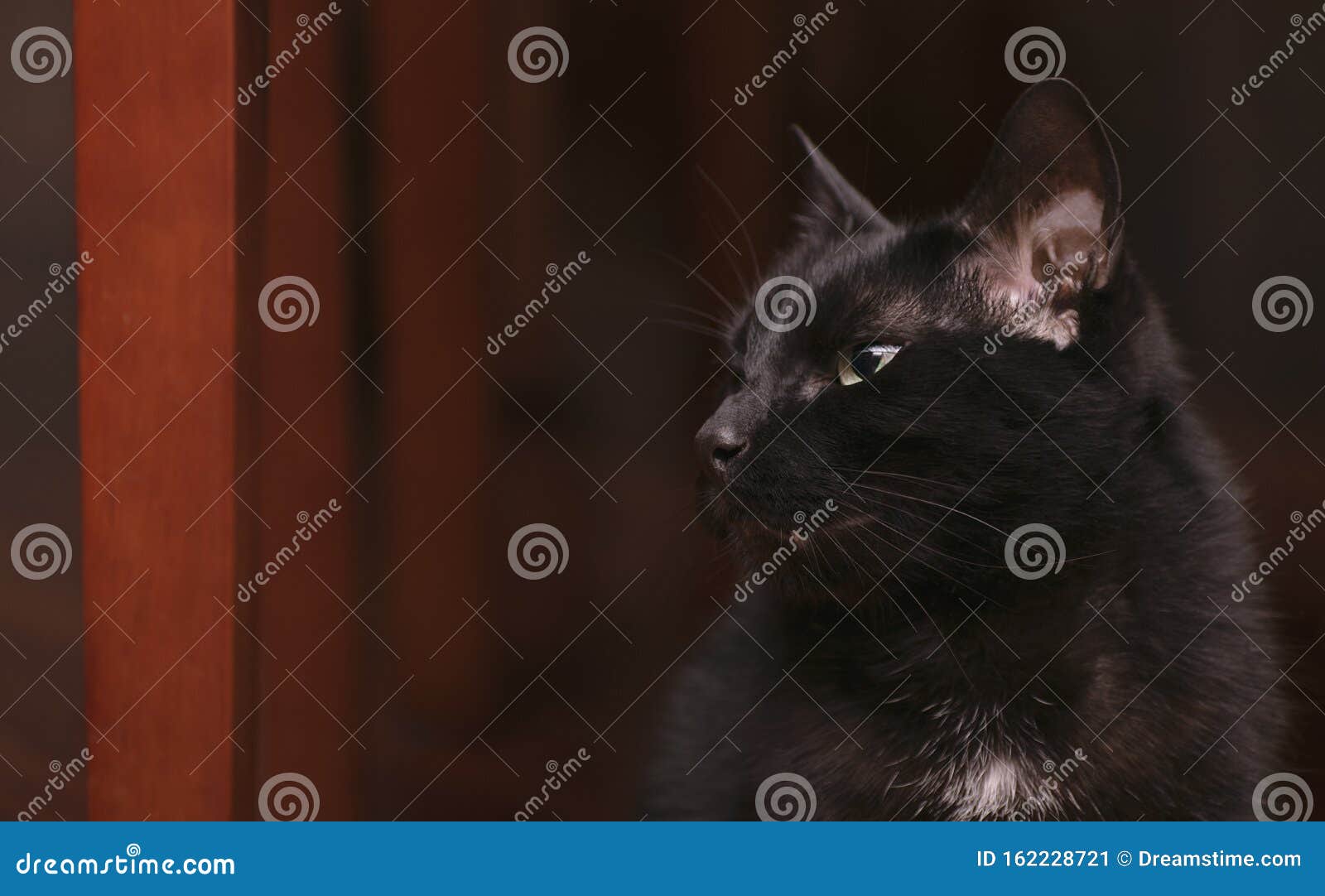 Domestic Black Cat Is Tired And She Is Closing Eyes Stock Image Image