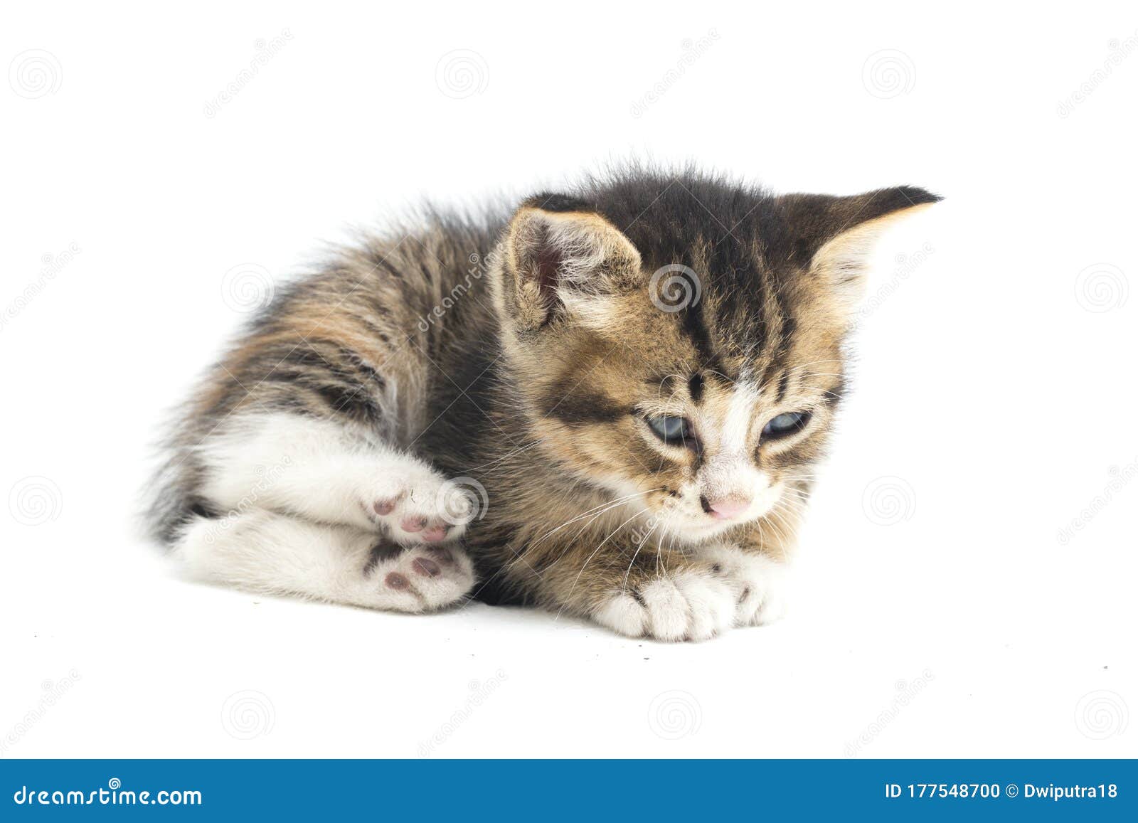 Domestic Calico Kitten Cat Isolated On White Stock Photo Image Of Face Furry 177548700