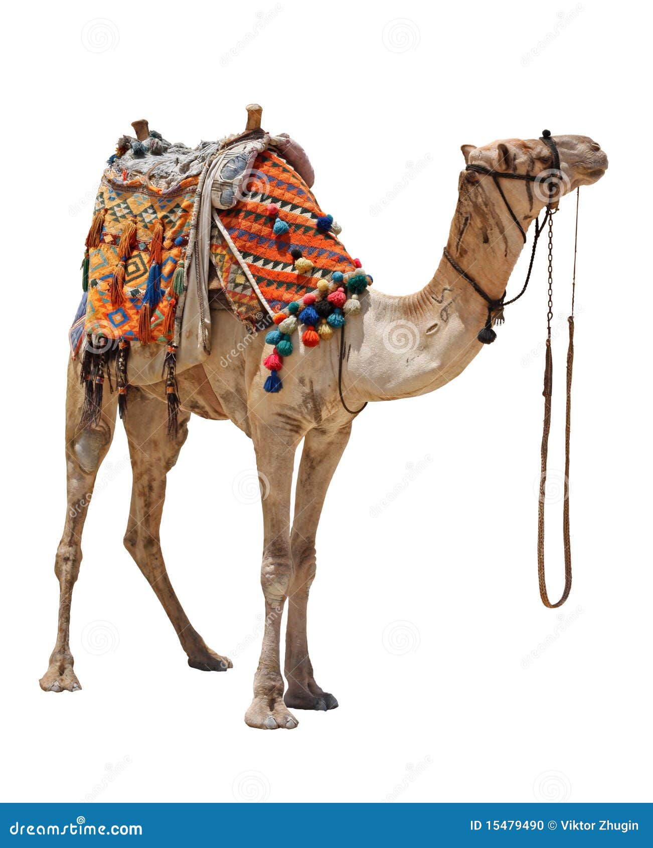 domestic camel