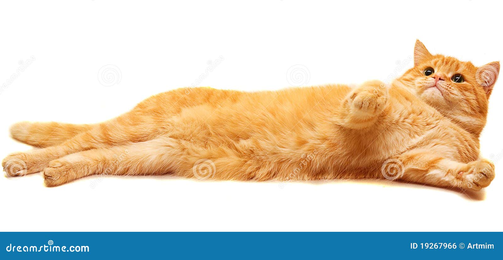 Domestic cat stock photo. Image of background, posing - 19267966