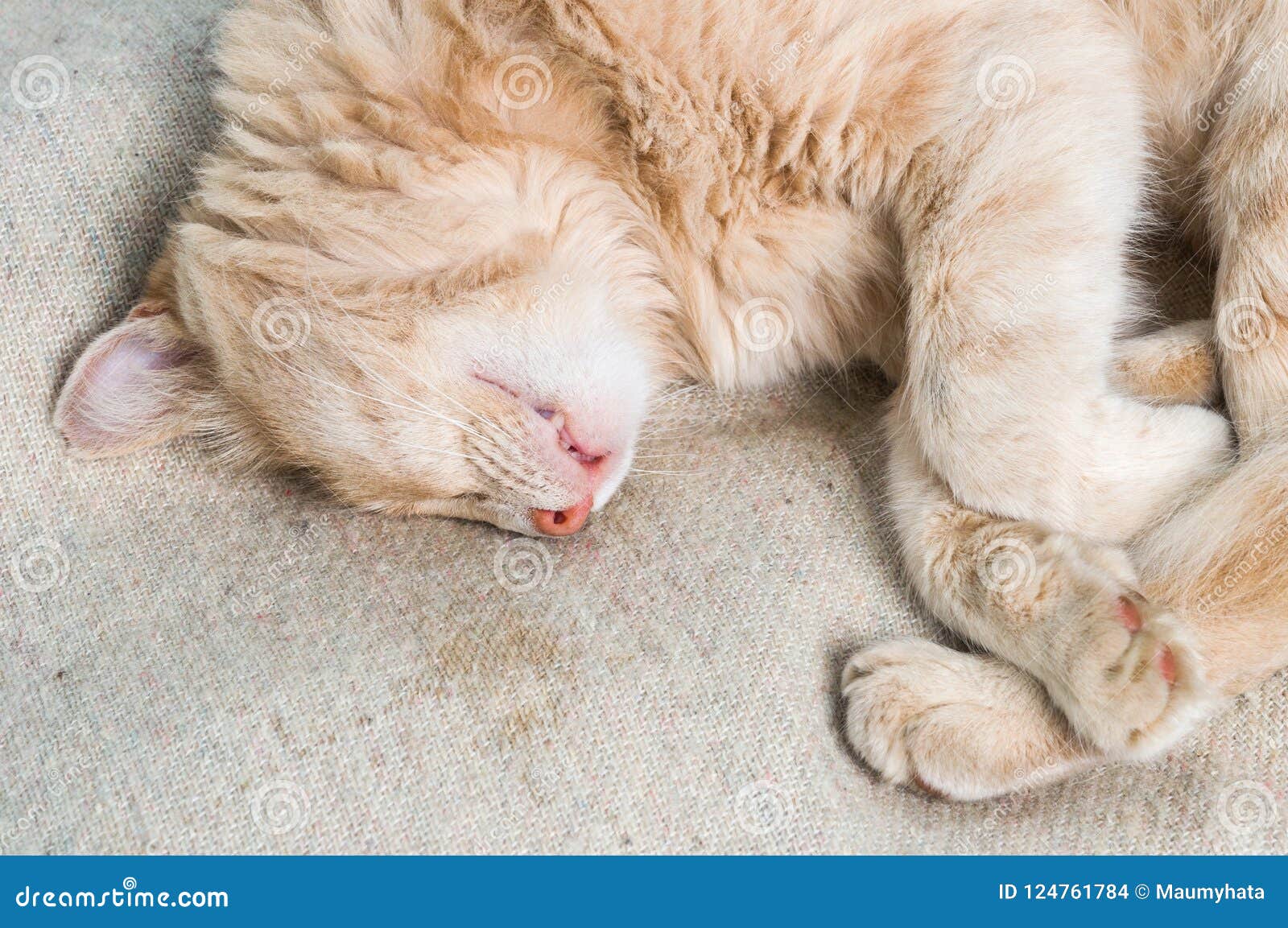 Cat sleep in bed stock photo. Image of friendship, kitten 124761784