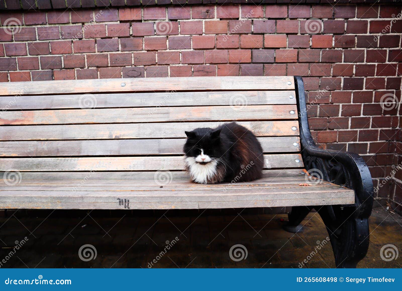 Domestic Cat on the Bench in a Park Stock Photo Image of sitting