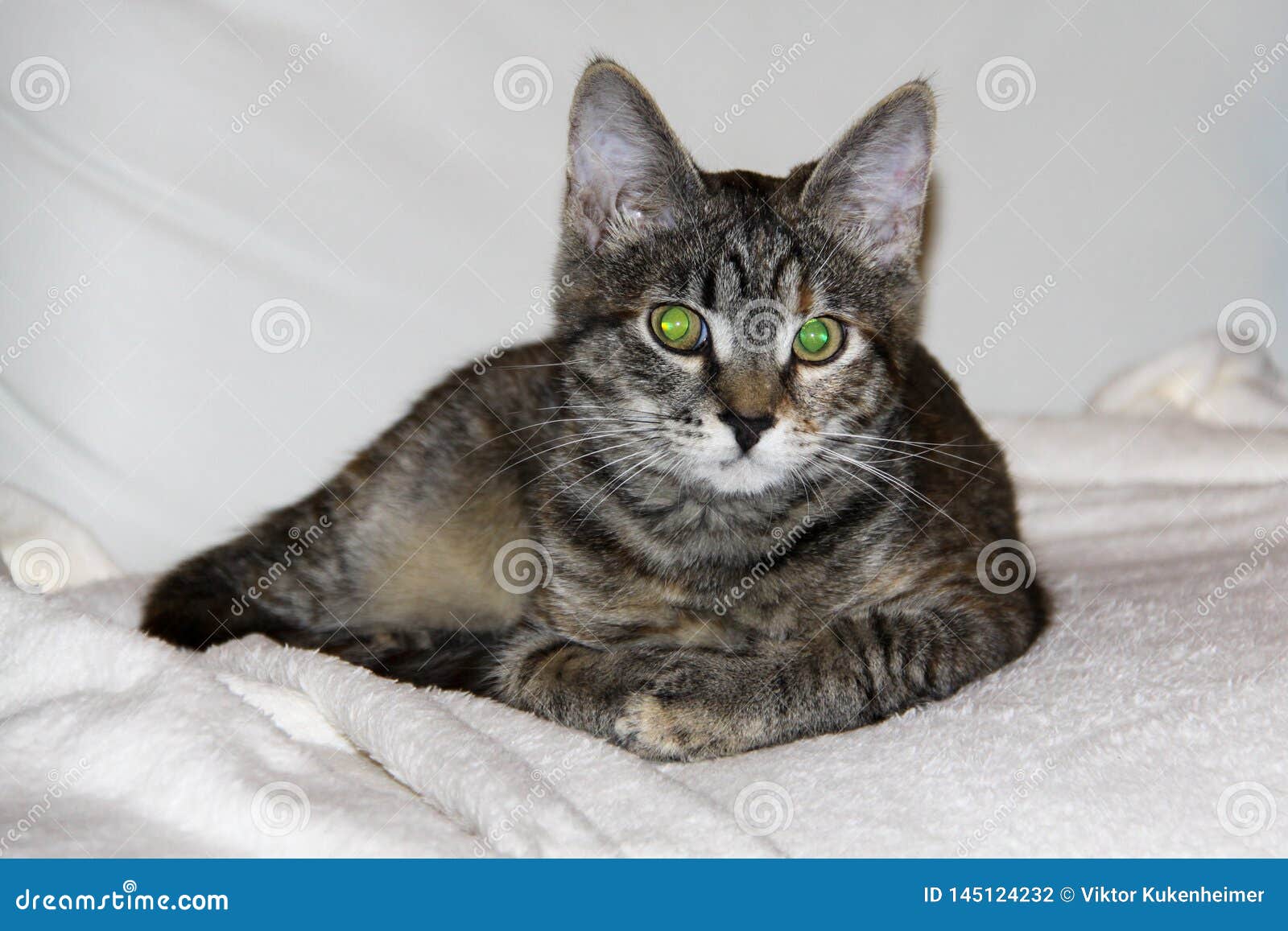 domestic cat with big green eyes