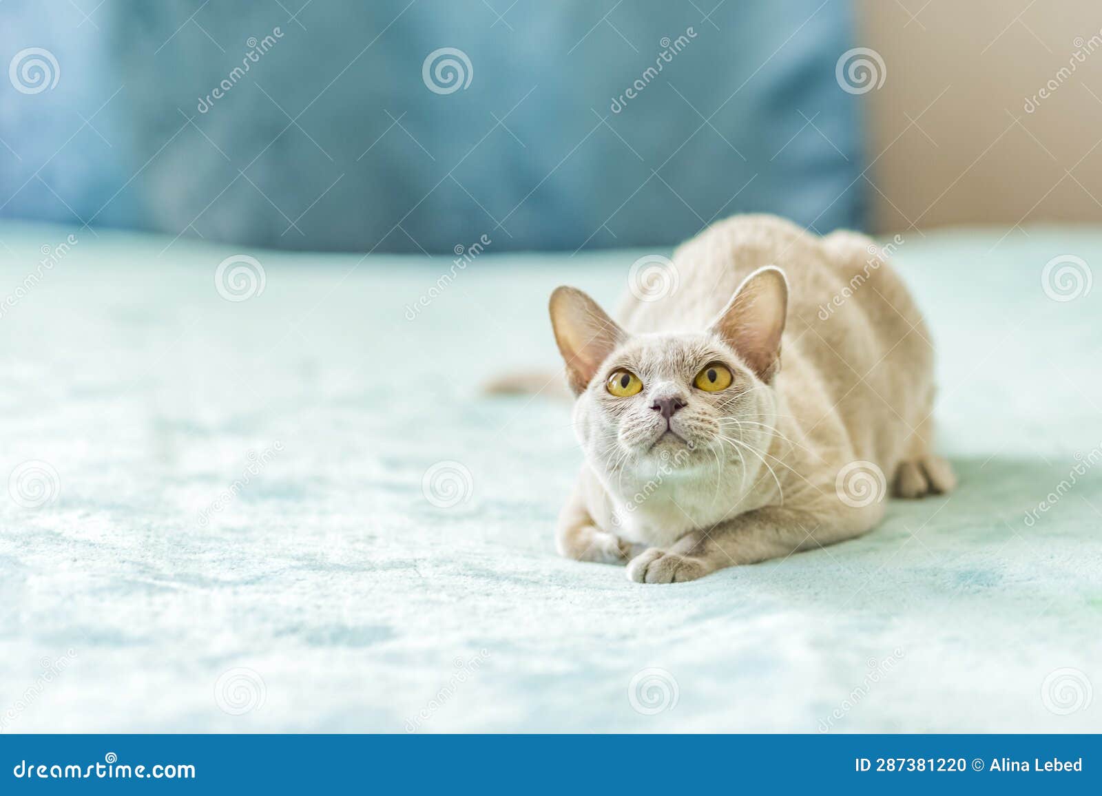 a domestic cat of the burmese breed, the color of champagne with yellow eyes, in a city apartment building. likes to lie on the