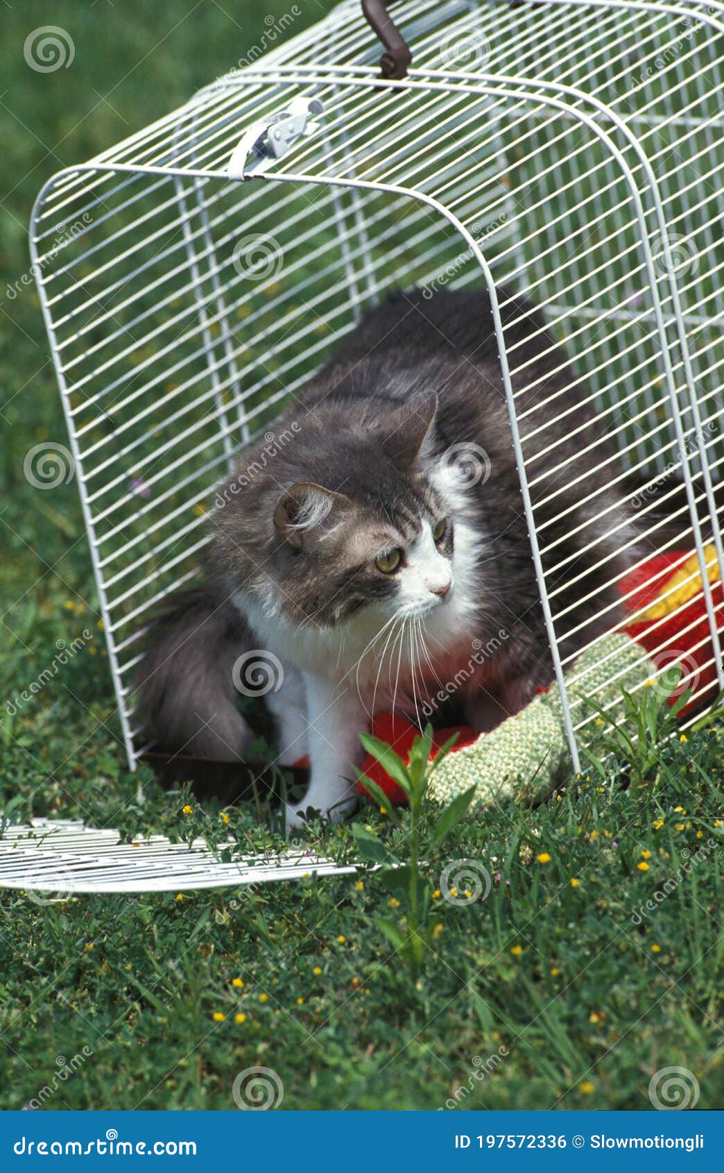 Domestic Cat in a Carry Basket Box Stock Photo Image of cats, mammal