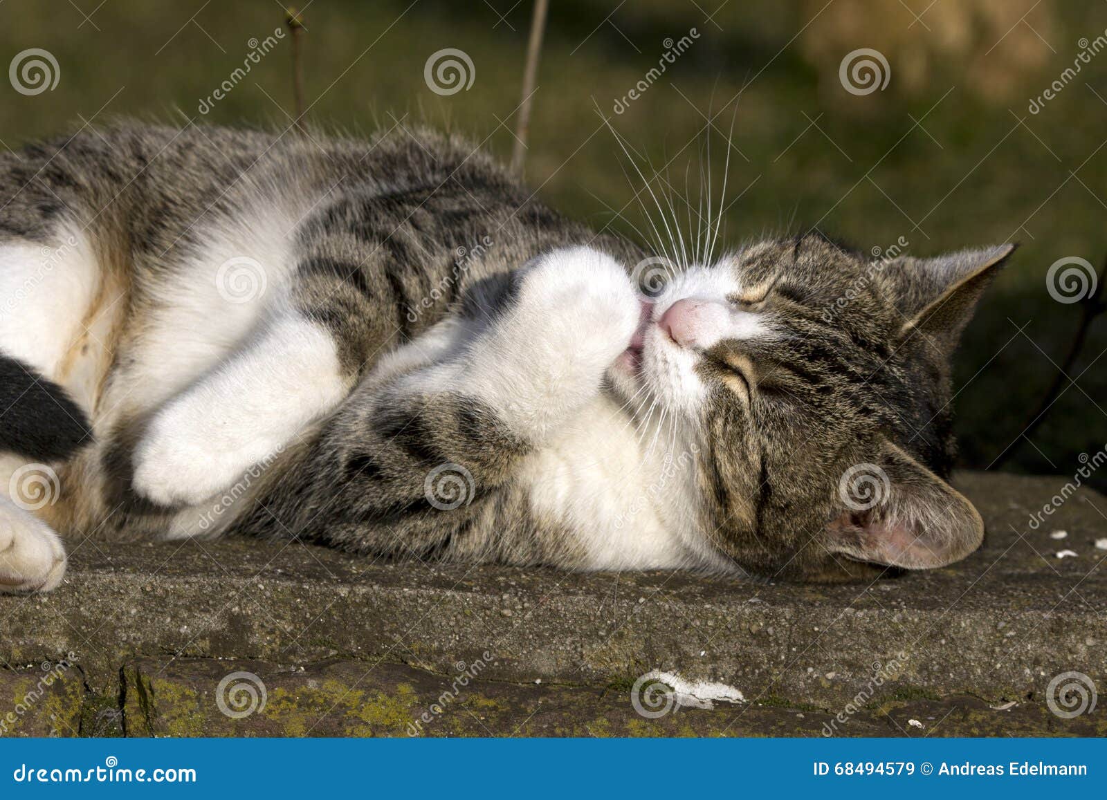 domestic cat when cleaning