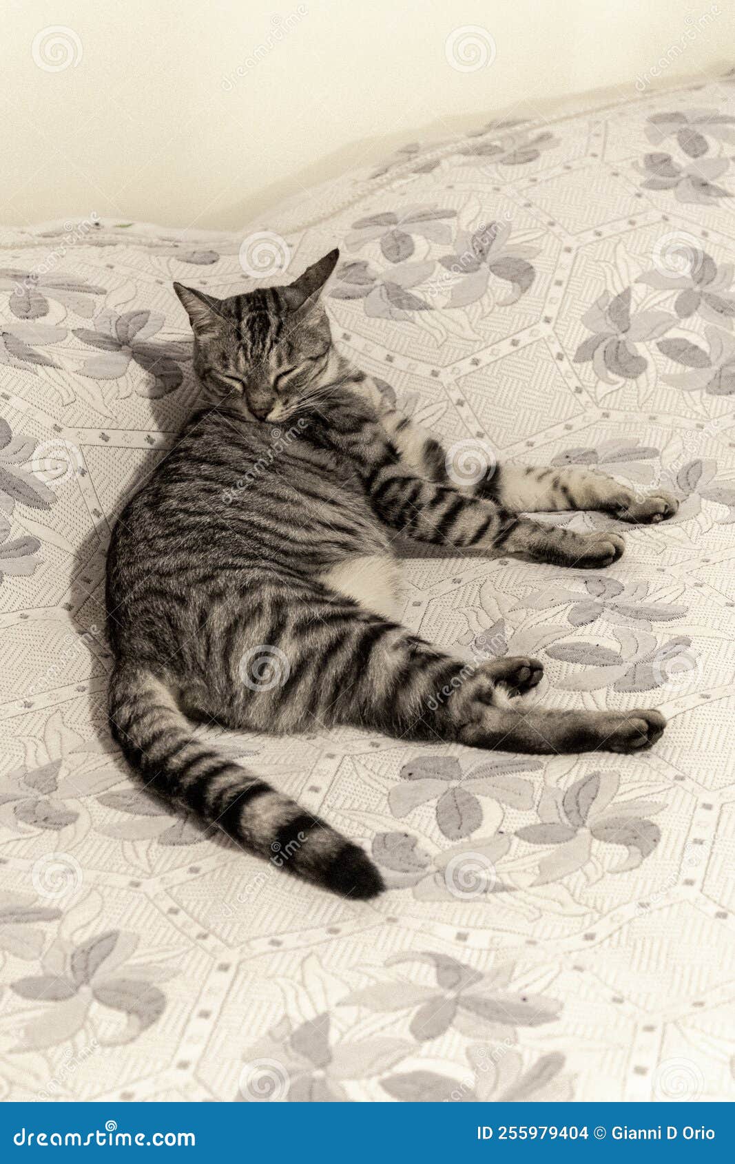 Domestic Cat Doing Grooming on the Bed at Home Stock Photo Image of