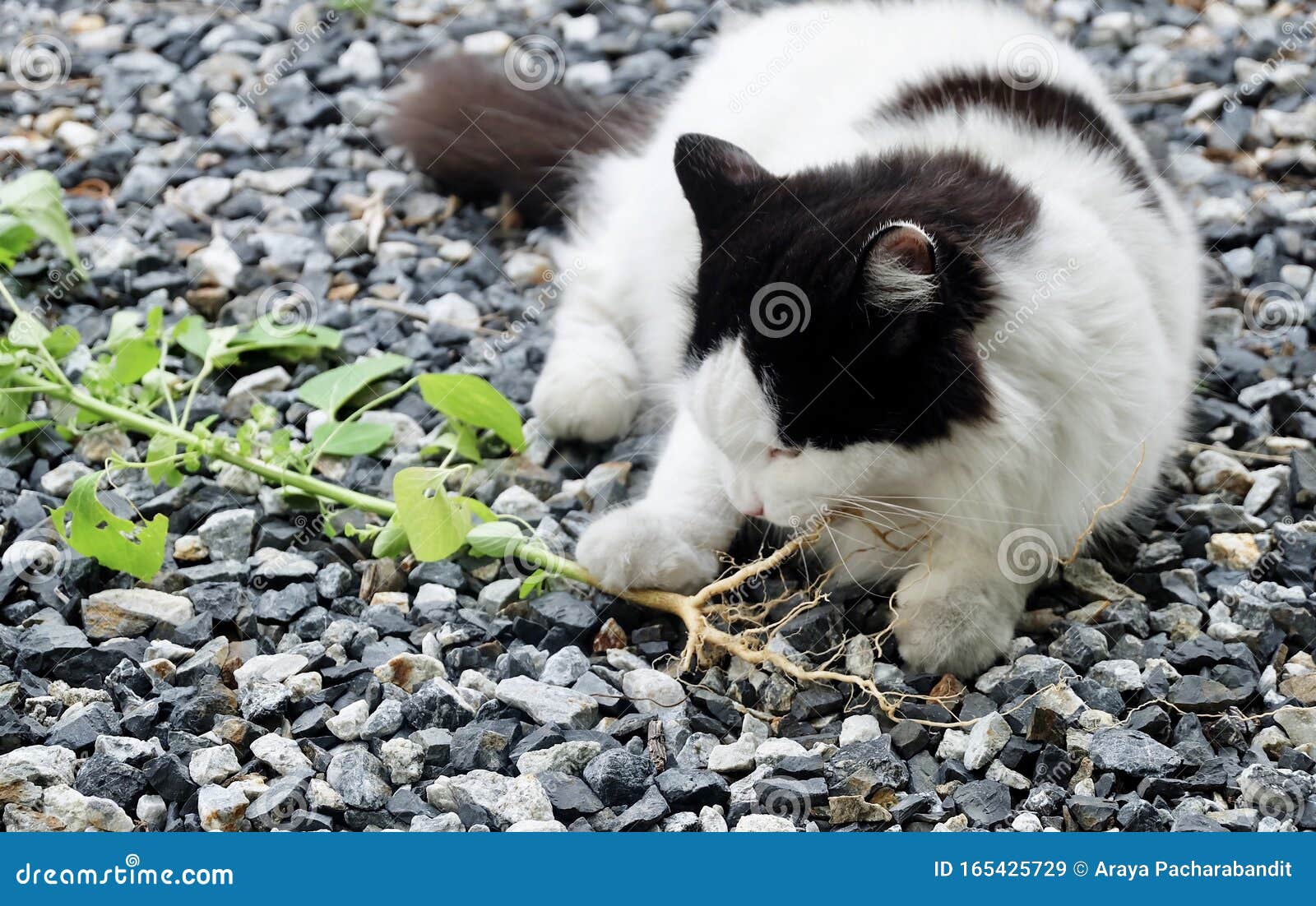 Domestic Cat Eating Indian Acalypha Or Cat Grass Stock Image Image of