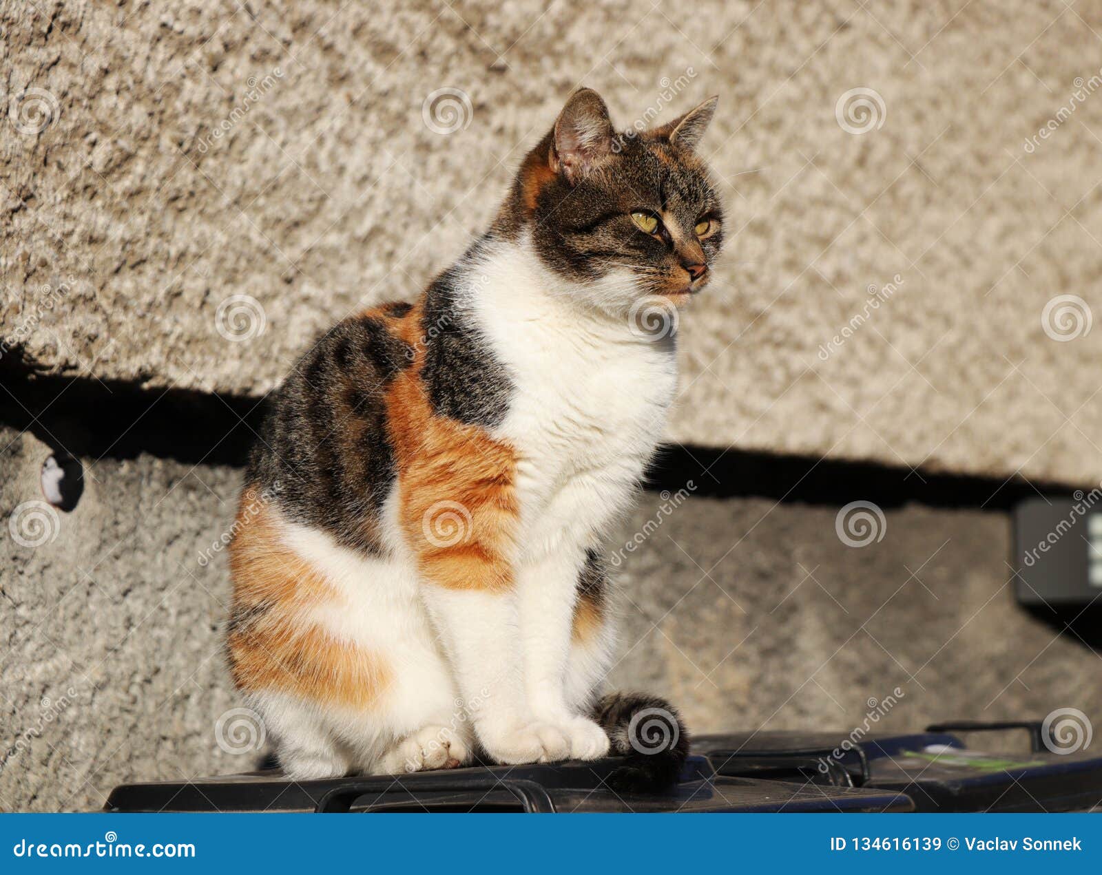 Domestic angry cat sitting in front of entry door. Kitten is pissed off.  Colourful Felis catus waiting on open door. Angry cat face. Green eye. Cat