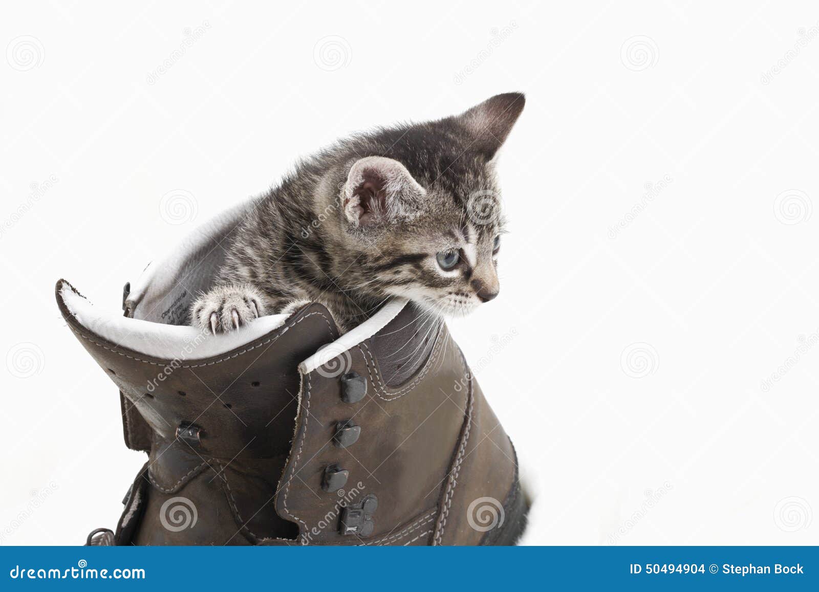 Domestic Cat, Kitten Playing with Hiking Shoe Stock Photo Image of
