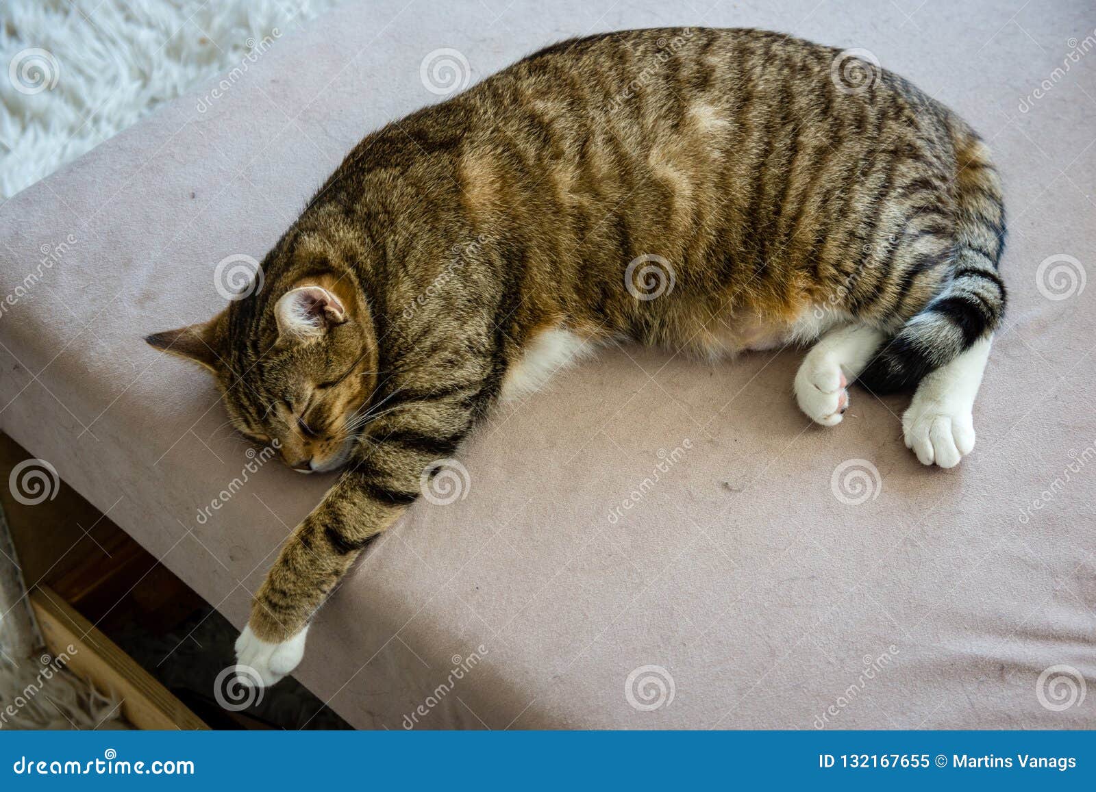 Domestic Cat in Natural Environment Stock Image Biology Diagrams