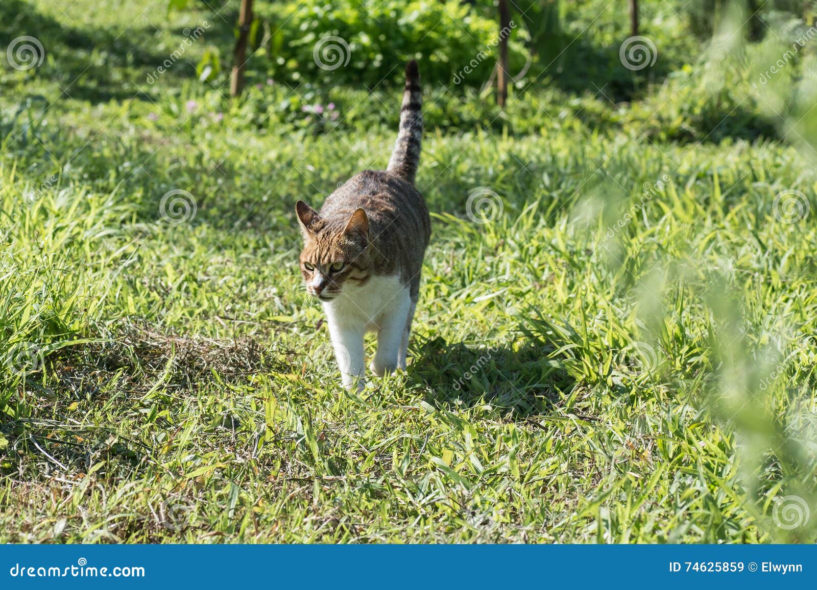 Domestic cat in outdoor stock image. Image of garden 74625859