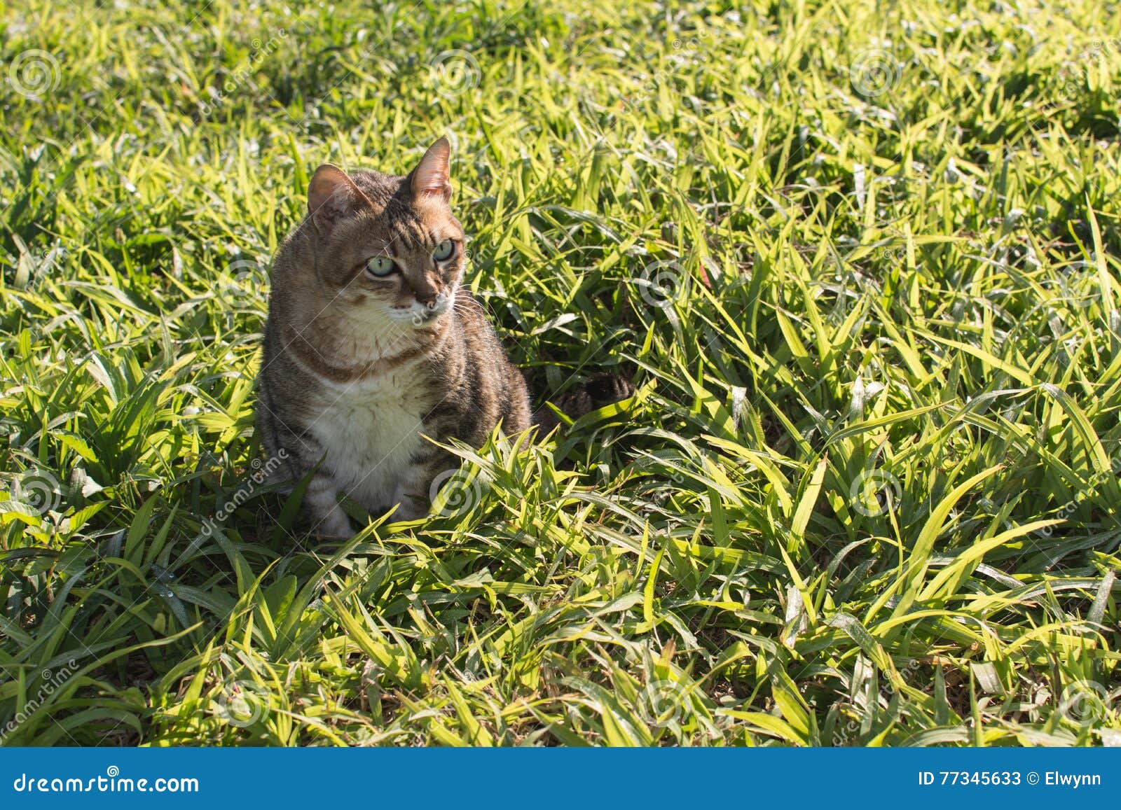 Domestic cat in outdoor stock image. Image of kitten 77345633