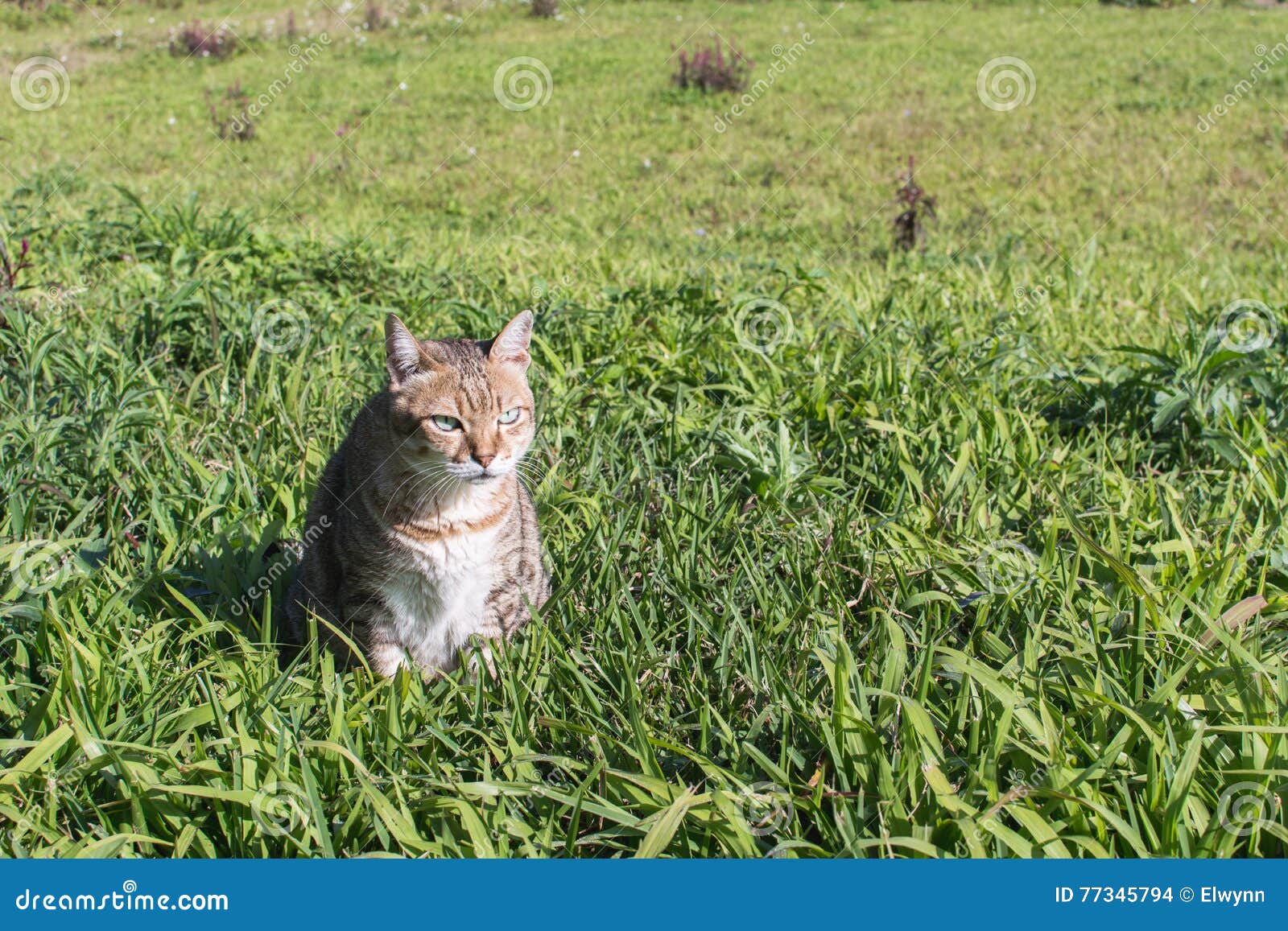 Domestic cat in outdoor stock photo. Image of outdoor 77345794