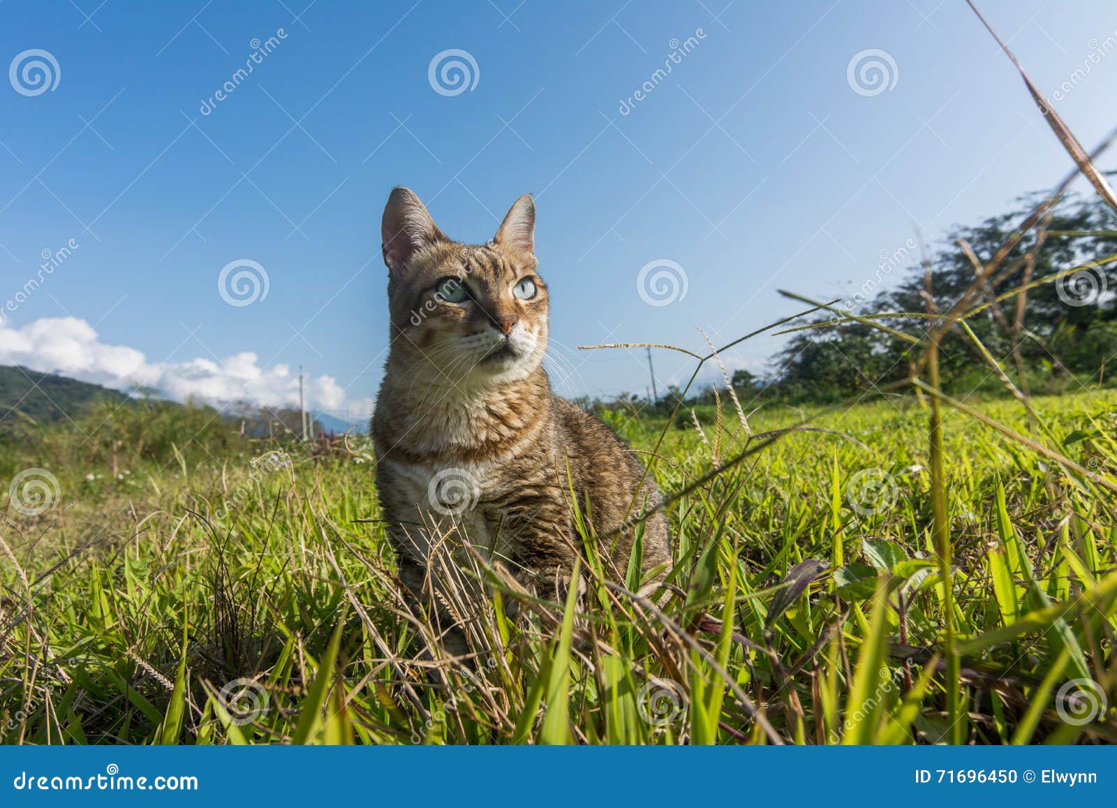 Domestic cat in outdoor stock photo. Image of copyspace 71696450