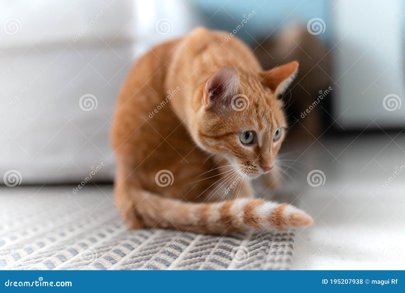 . brown tabby cat with green eyes is ready to surprise 2