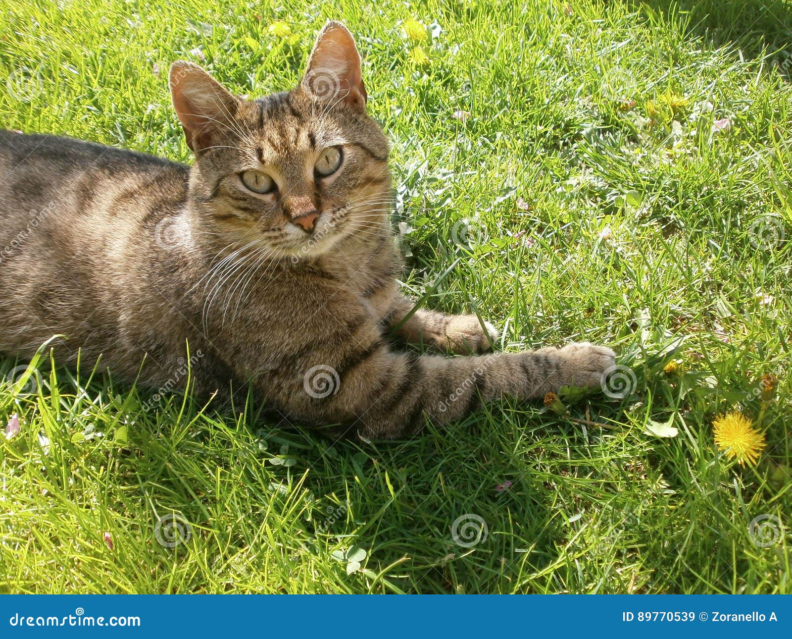 Domestic cat stock image. Image of balance, game, gold 89770539