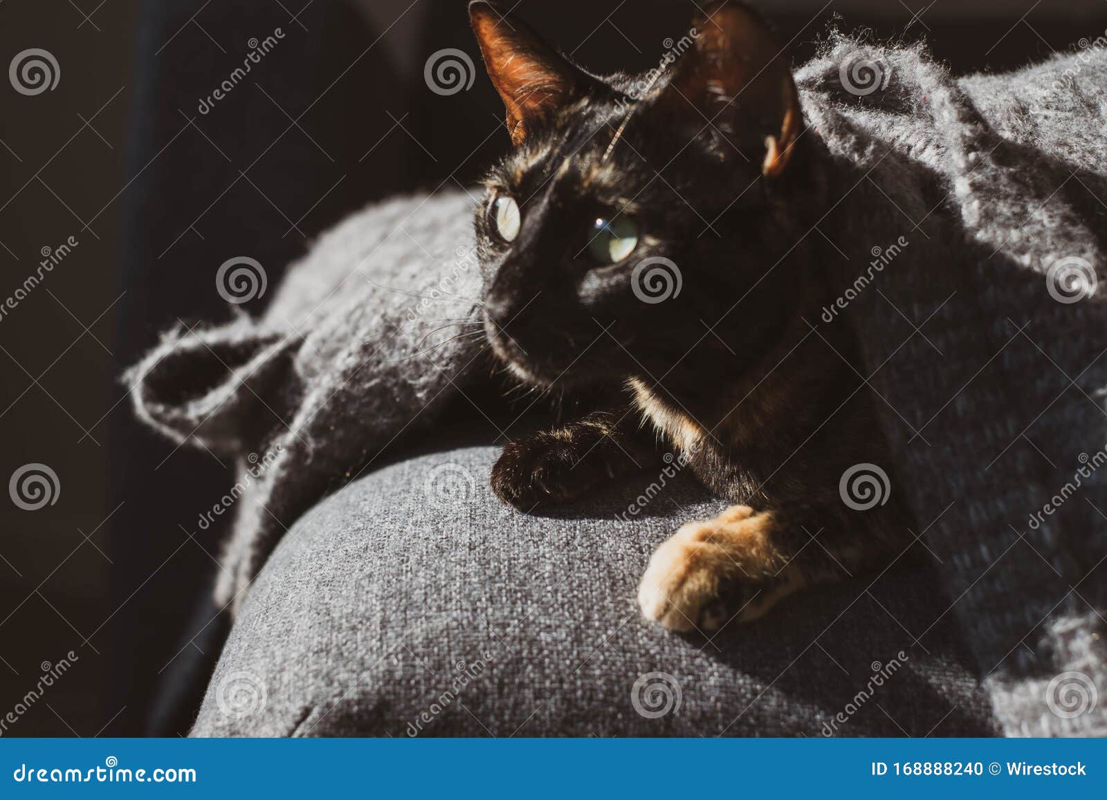 Domestic Cat with a Scared Face Laying Under a Cozy Blanket Stock Photo