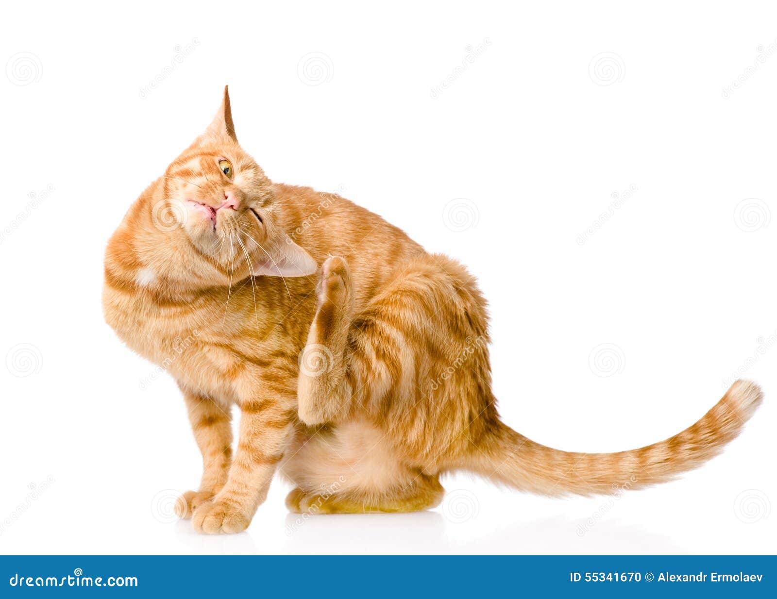 domestic cat scratching  on white background