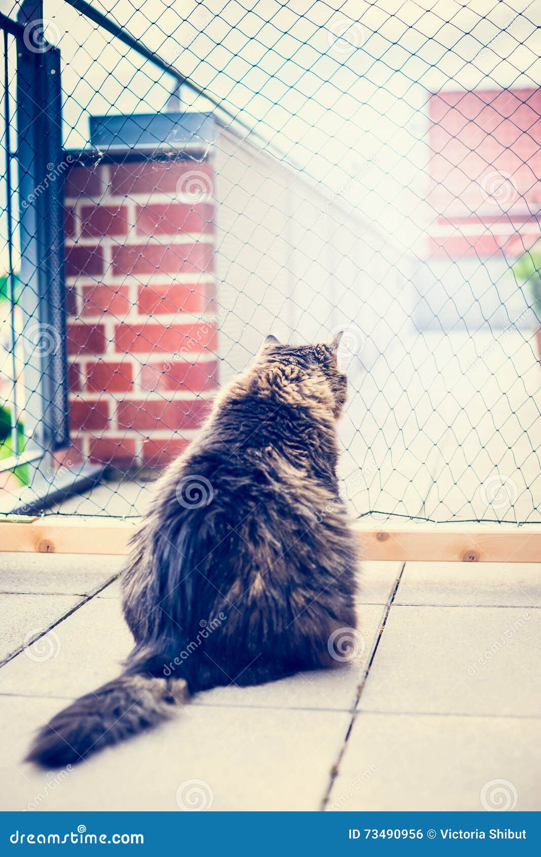 Domestic Cat Sits in Front of Net on Balcony . Cat Netting. Outdoor Cat ...