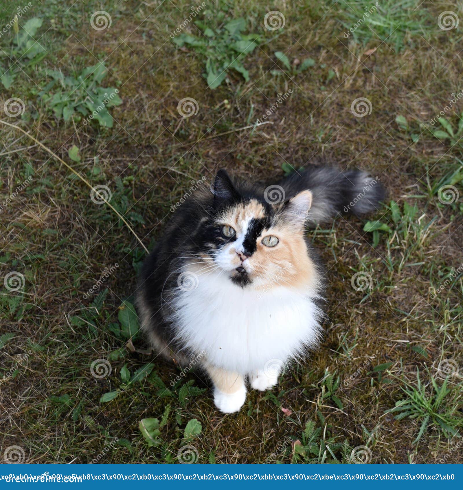 The Cat Looks Up from Below. Stock Photo - Image of sits, fluffy: 225454506