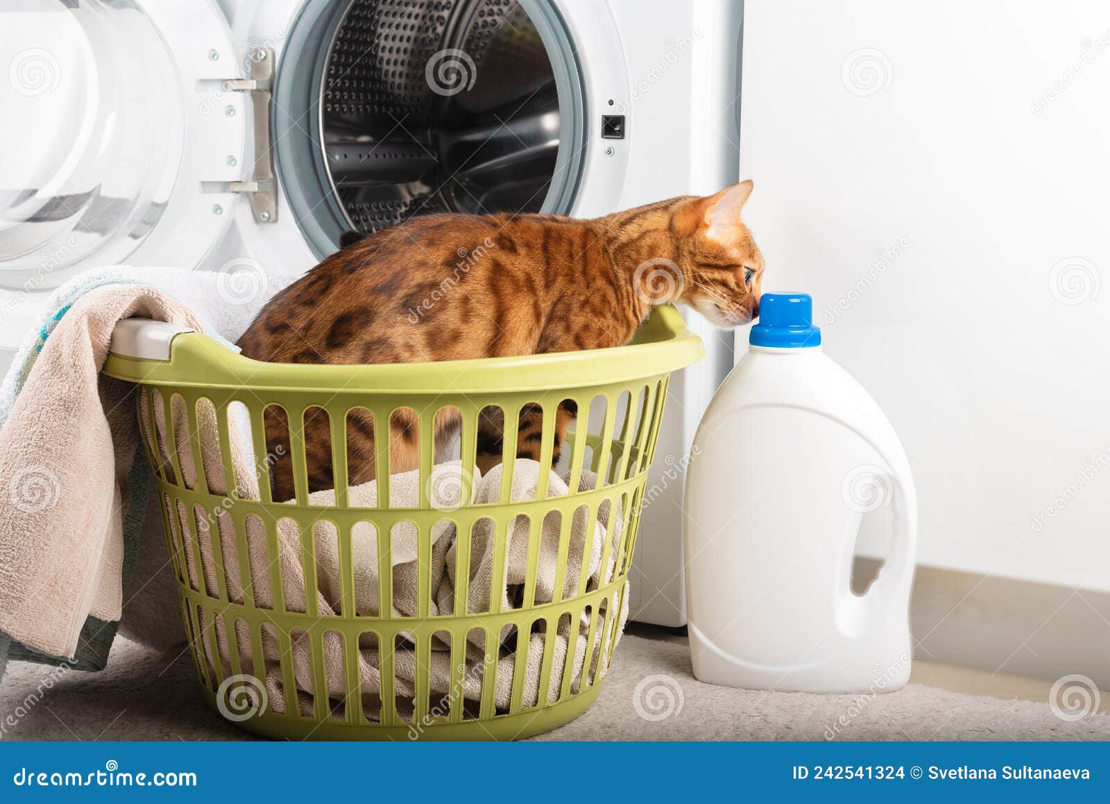 The Cat Sniffs the Laundry Detergent while Sitting in the Laundry Basket Stock Photo Image of