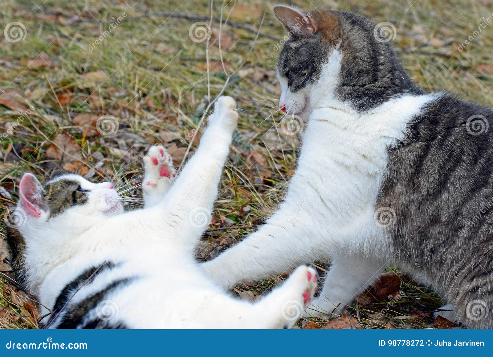 Domestic Cats Eat Pet Food On The Floor From Bowls Royalty Biology Diagrams