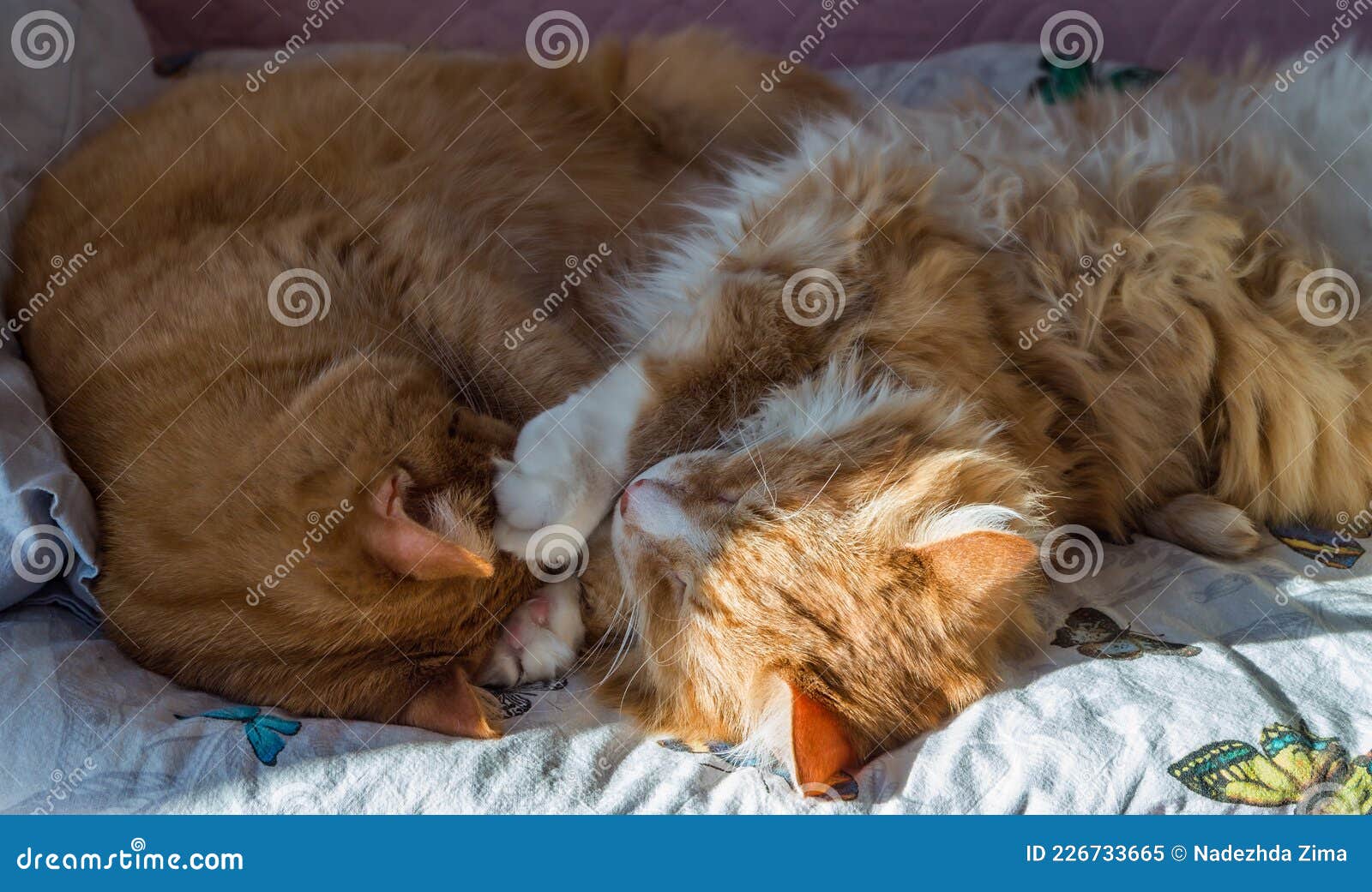 Two Ginger Cats. Domestic Cats Sleeping in Their Arms. Two Cats