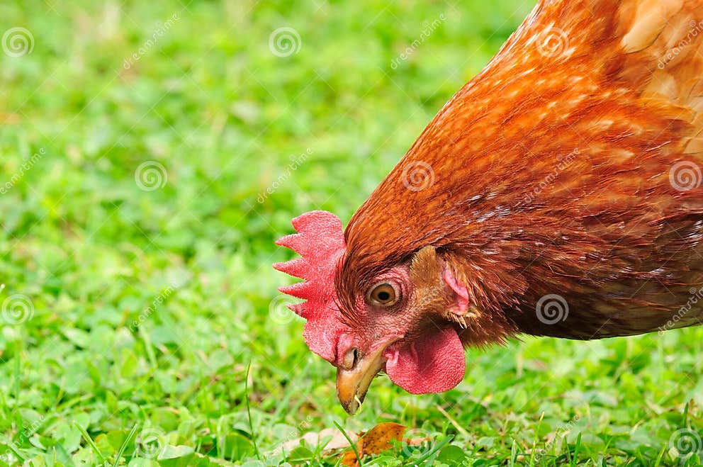 Domestic Chicken Eating Grass Stock Photo Image of chicken, feeder